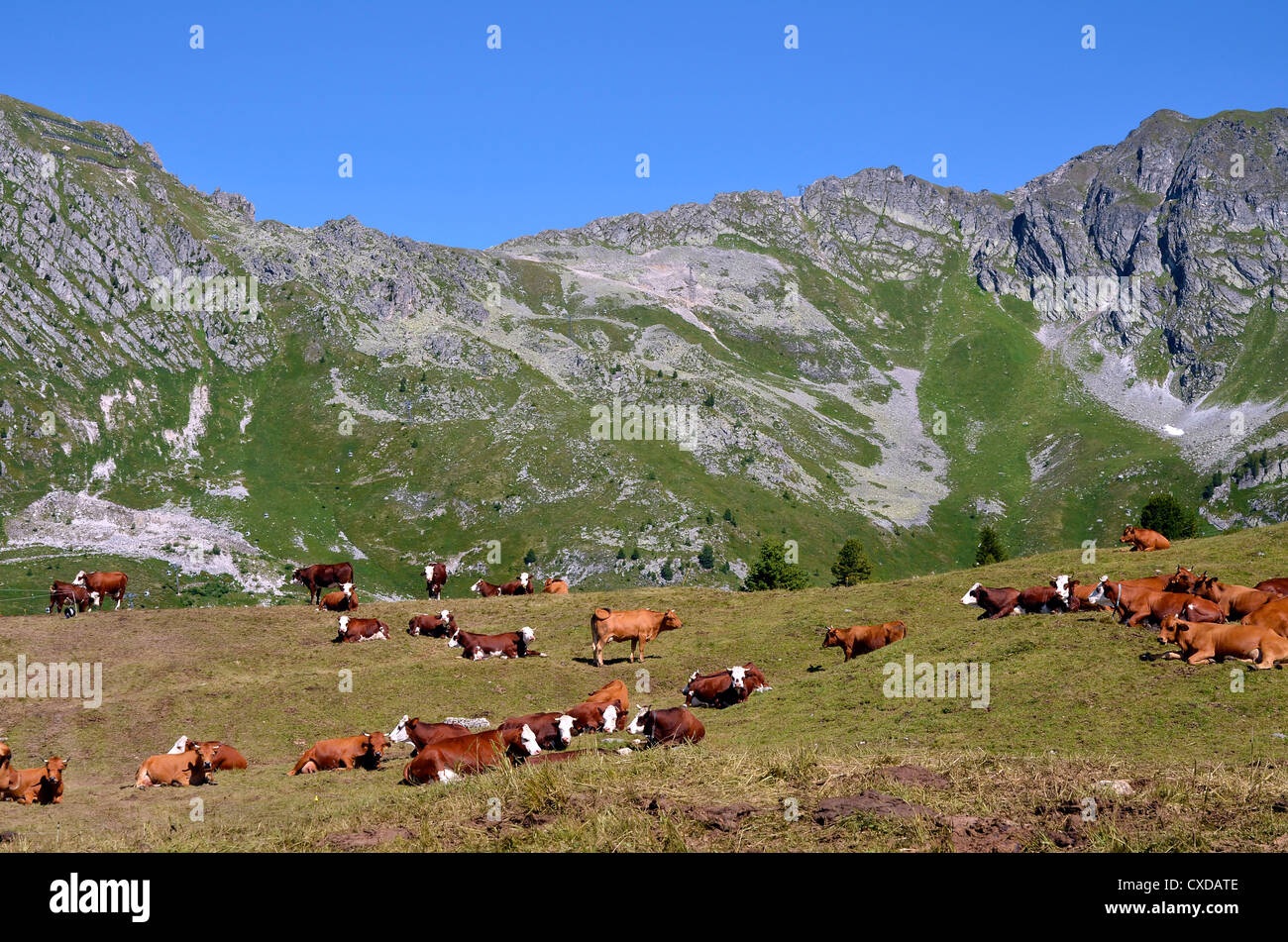 Brown vacche giacenti nelle Alpi francesi nel dipartimento della Savoia a La Plagne Foto Stock