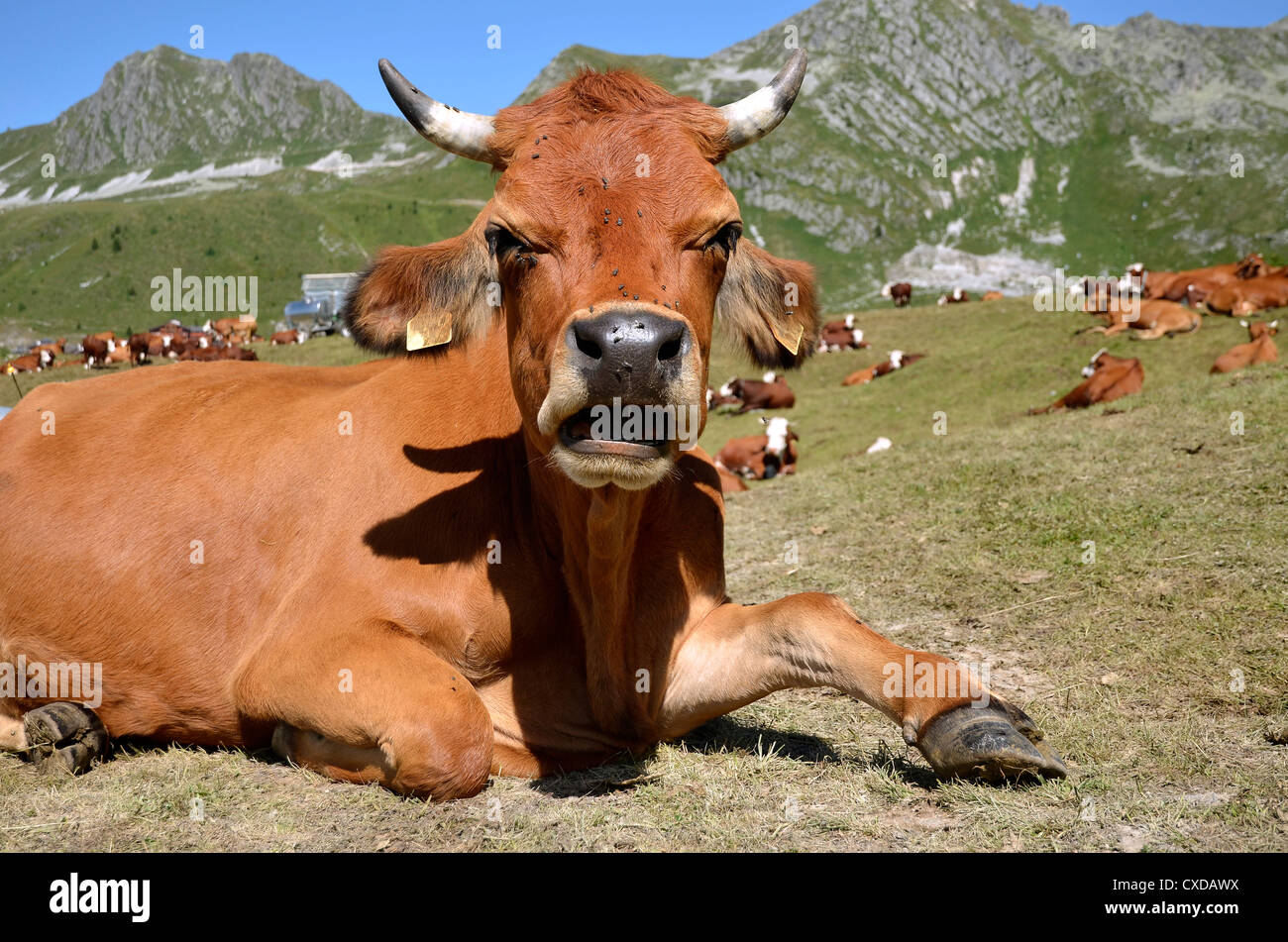 Primo piano della mucca Tarine giacenti nelle Alpi francesi nel dipartimento della Savoia a La Plagne Foto Stock