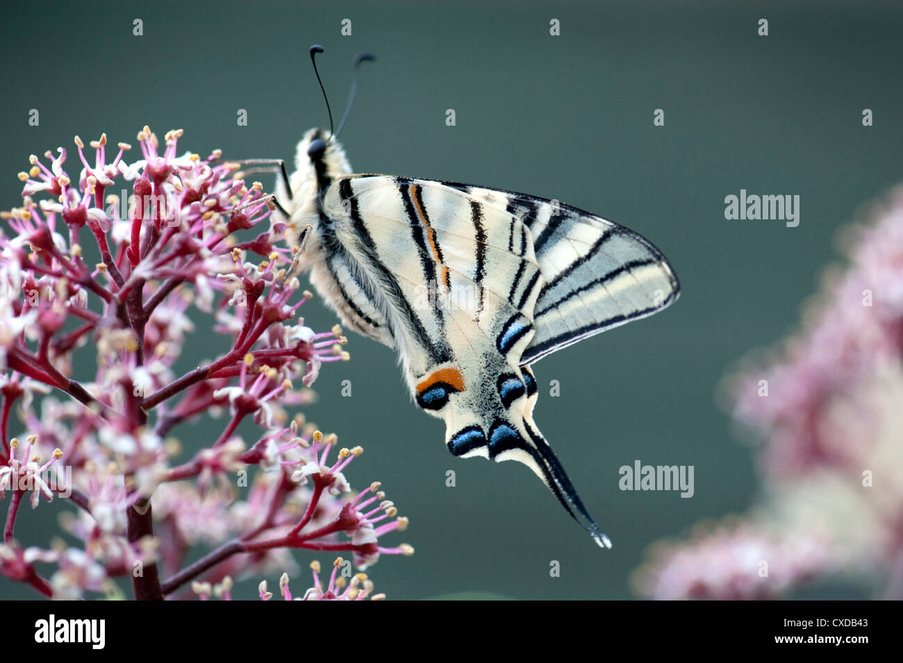 Scarse a coda di rondine, a farfalla Iphiclides podalirius, Foto Stock