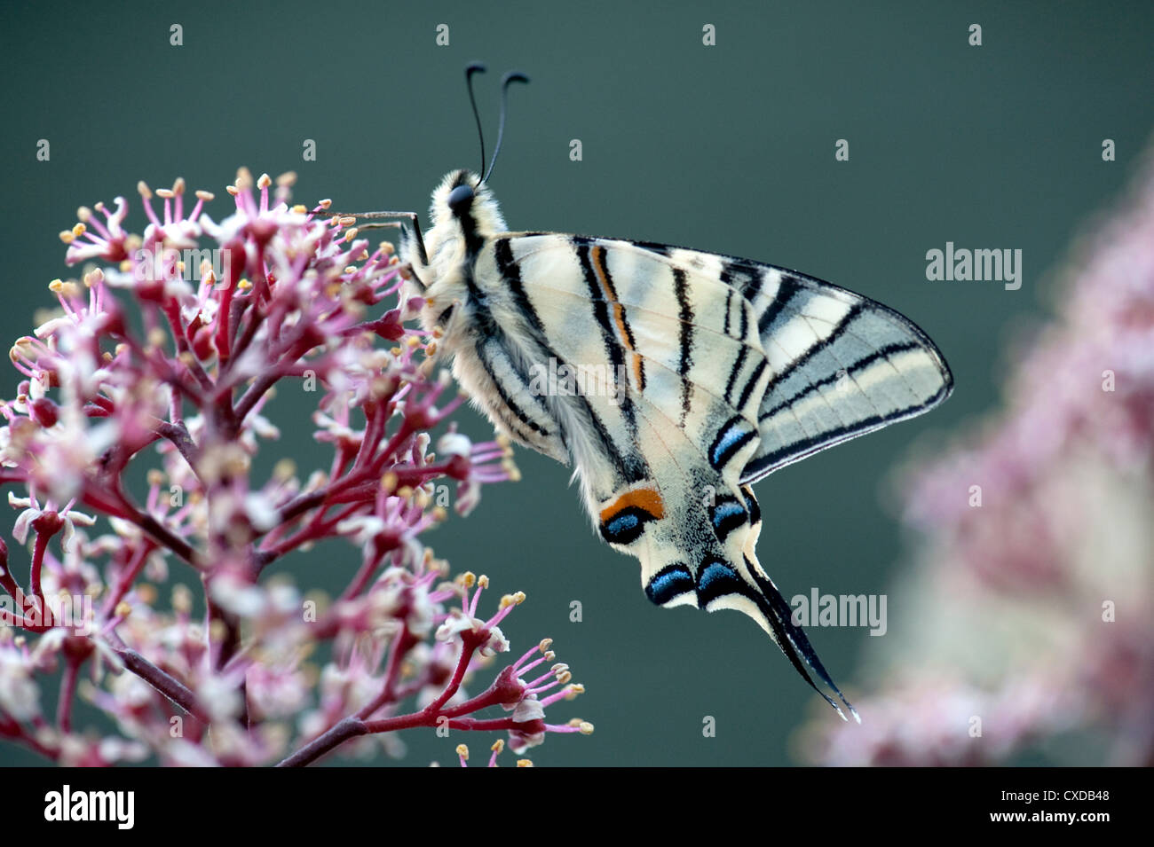 Scarse a coda di rondine, a farfalla Iphiclides podalirius, Foto Stock