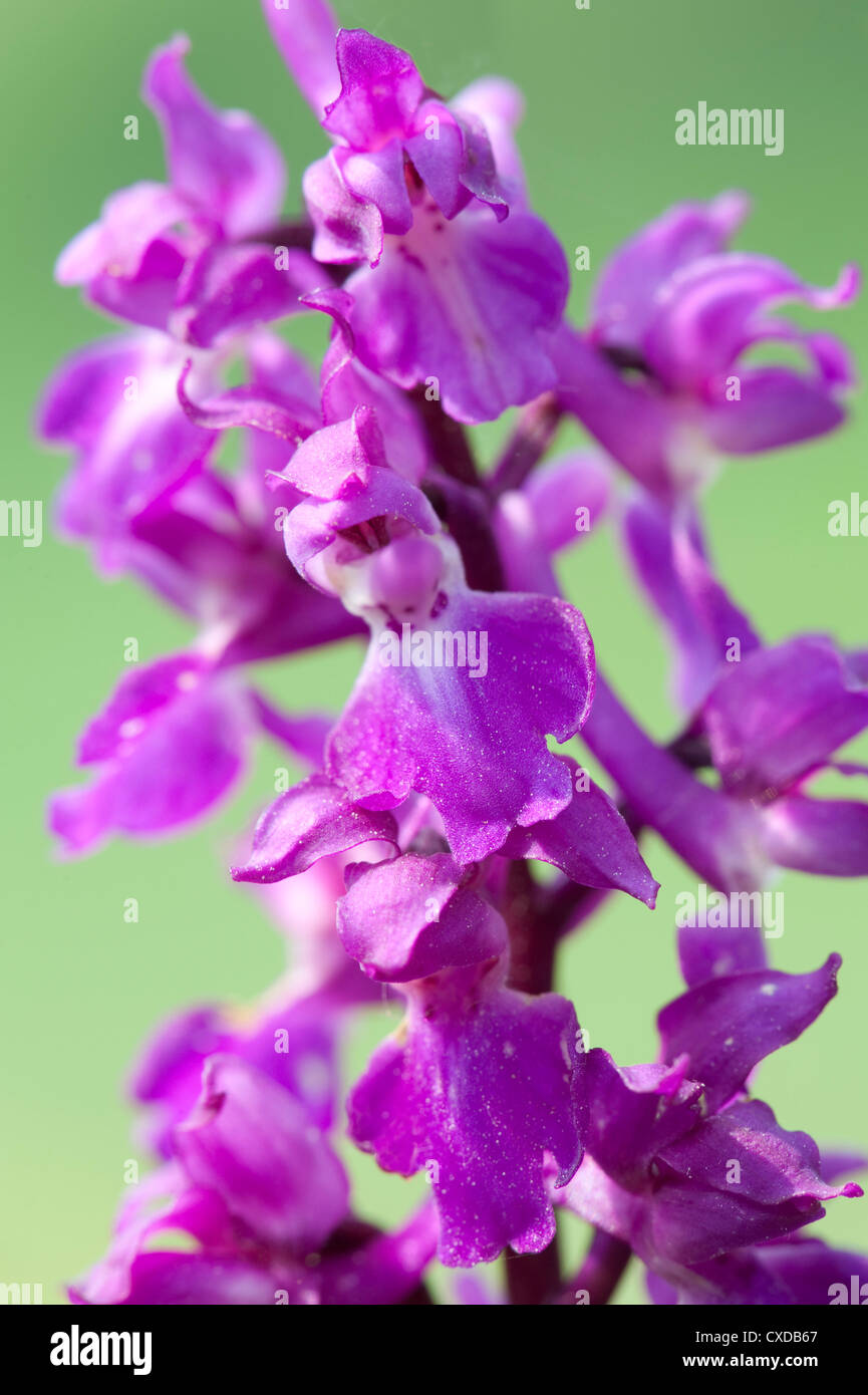 Inizio Purple Orchid, Orchis mascula, Park Gate giù, Kent, Regno Unito Foto Stock