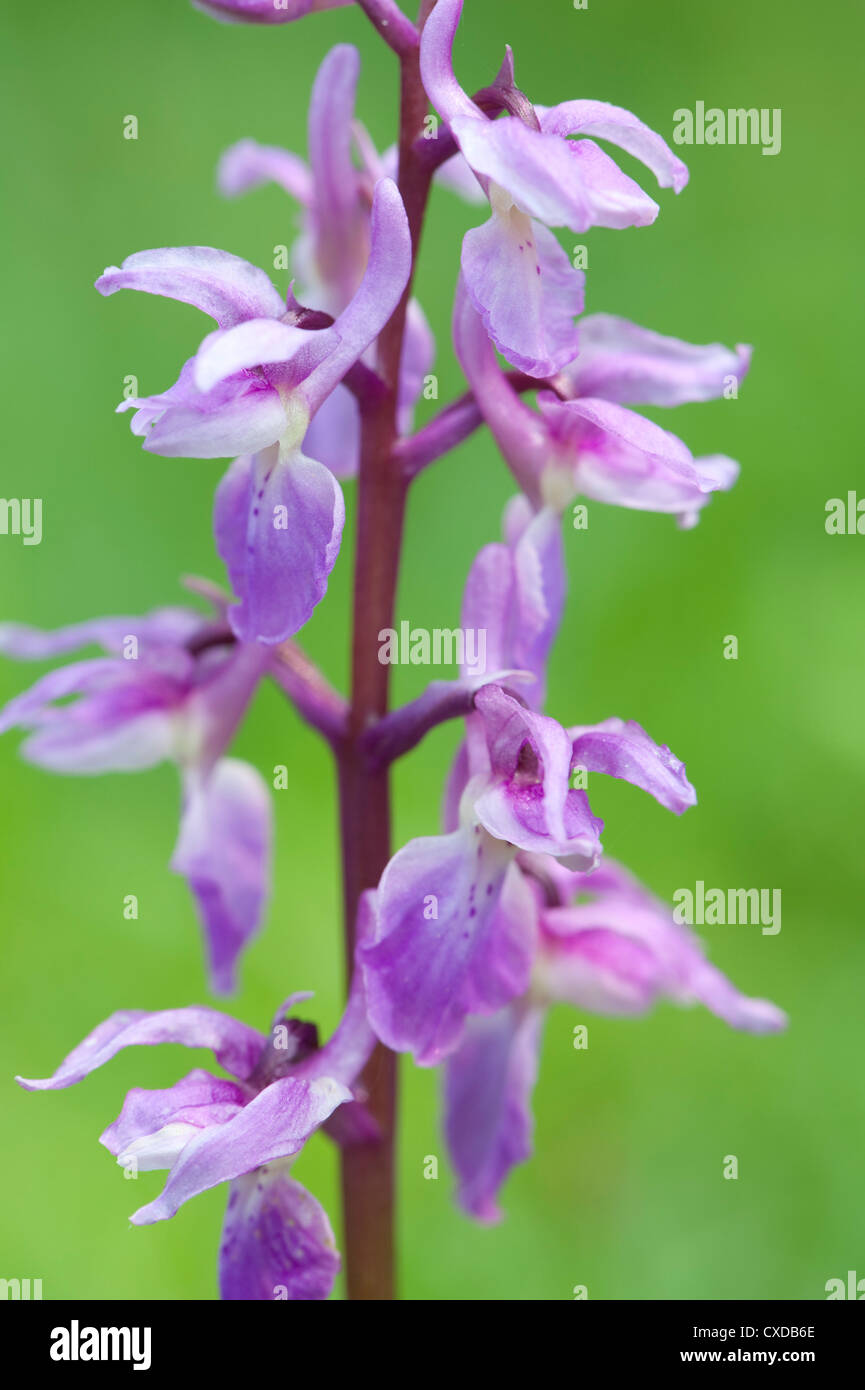 Inizio Purple Orchid, Orchis mascula, Park Gate giù, Kent, Regno Unito Foto Stock