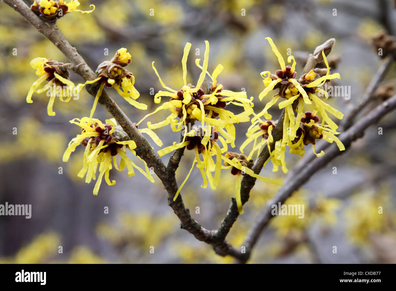 amamelide Foto Stock