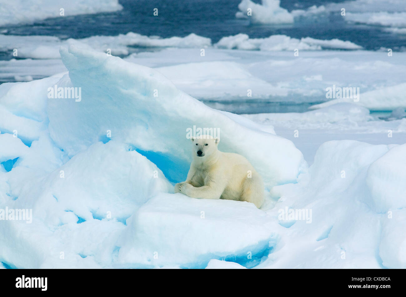 Orso polare (Ursus maritimus) nel Pack di ghiaccio, Agosto, Svalbard, Norvegia Foto Stock