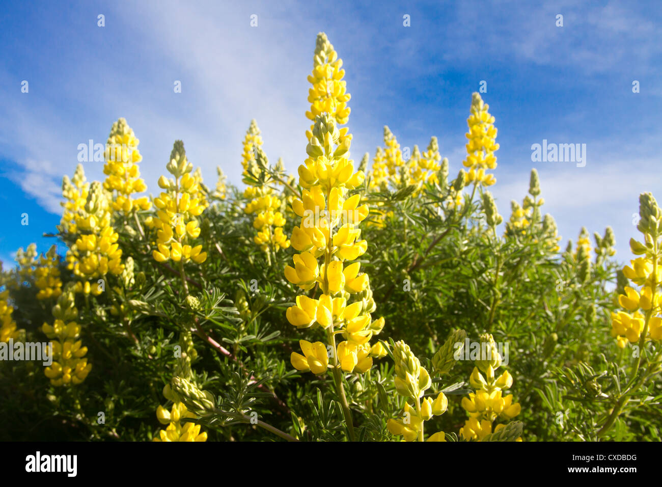 Il giallo di lupini, Penisola di Otago, Isola del Sud, Nuova Zelanda Foto Stock