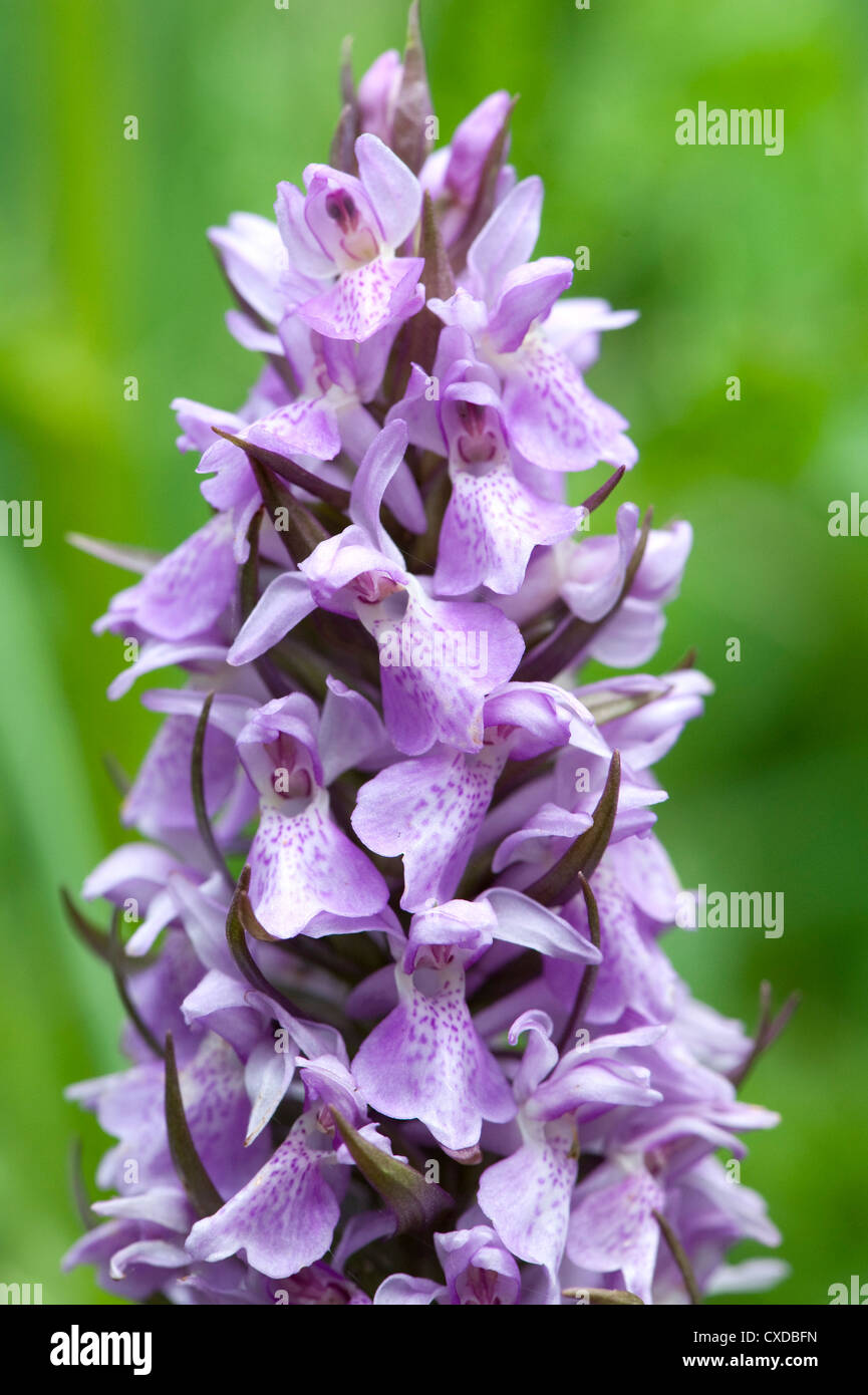 Inizio Purple Orchid, Orchis mascula, Sandwich Bay, Kent REGNO UNITO Foto Stock