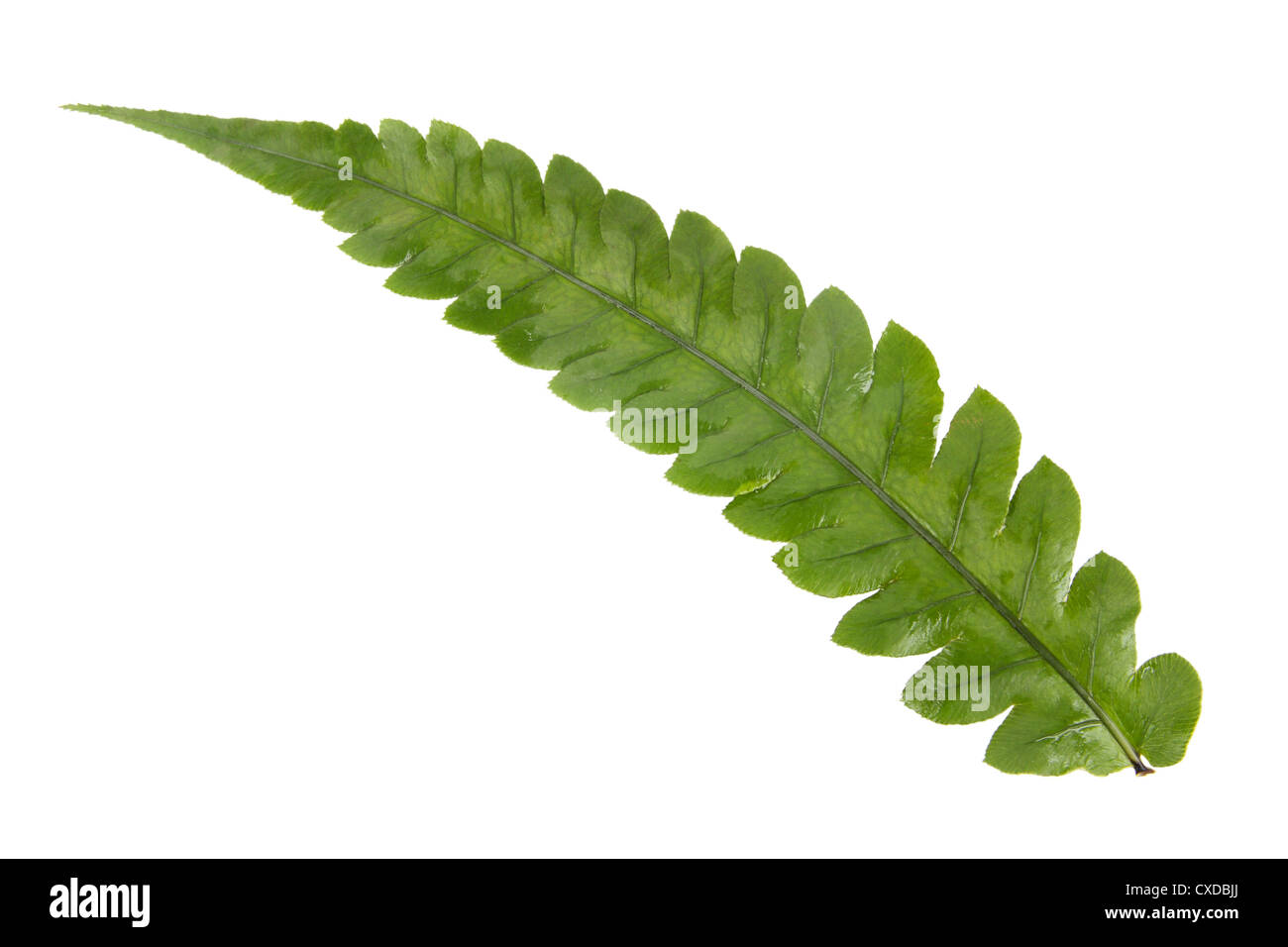 foglia di felce Foto Stock