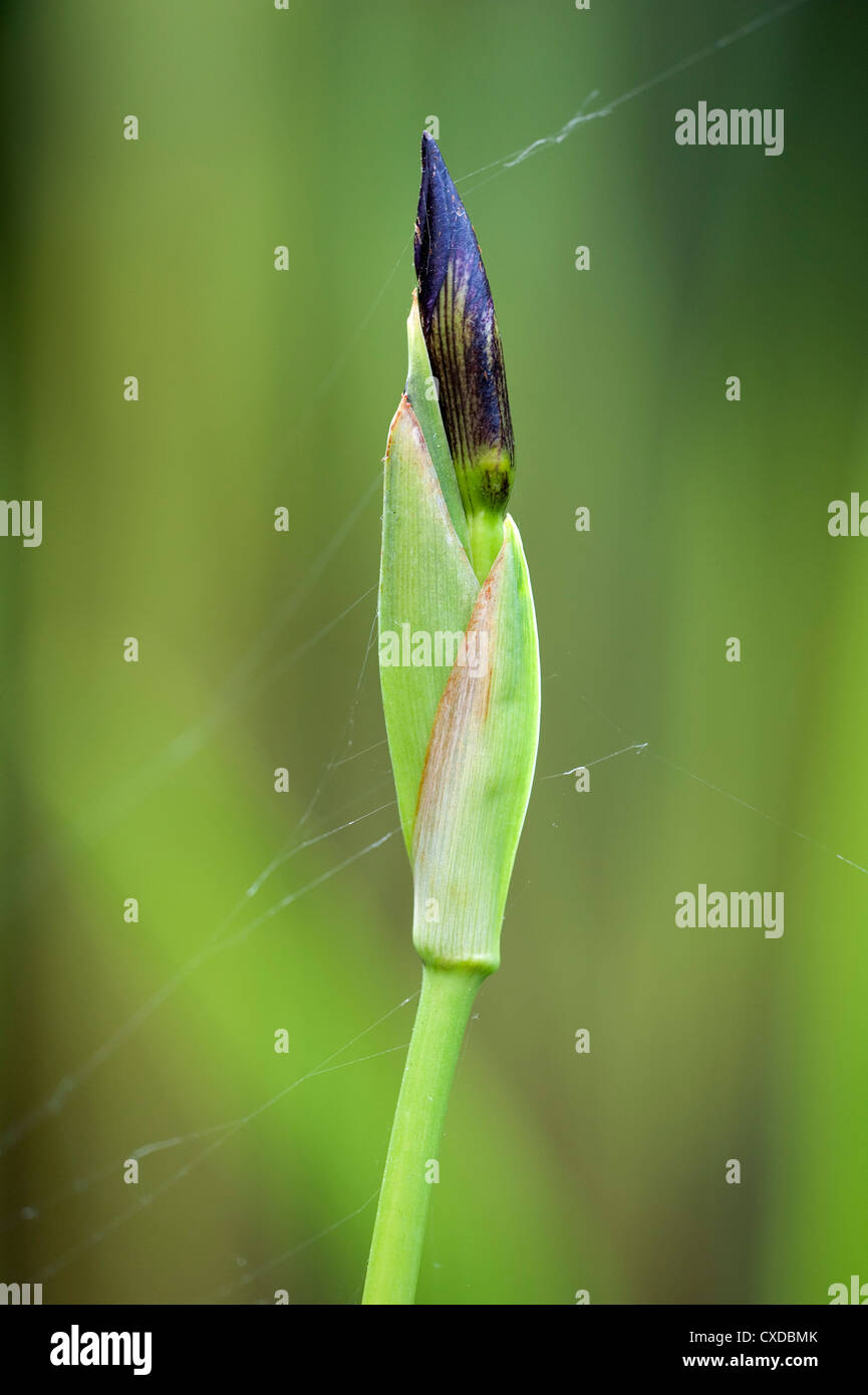 Bandiera viola Iris, Iris versicolor, dal laghetto in giardino, Kent REGNO UNITO Foto Stock