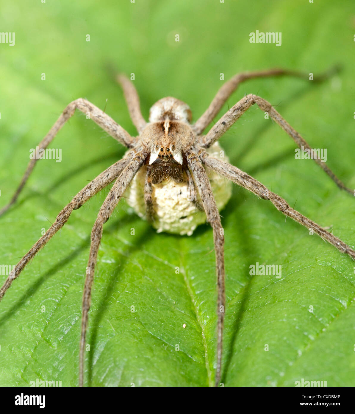 Caccia Spider, Pisaura mirabilis, Kent REGNO UNITO Foto Stock