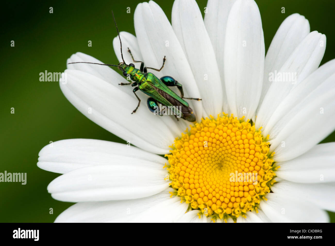 Coleottero di foglia, Oedemera nobilis,sul collegamento daisy, pascoli Cowden, Kent REGNO UNITO Foto Stock