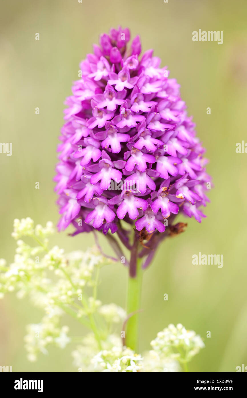 Orchide, Anacamptis pyramidalis, Sandwich Bay, Kent REGNO UNITO Foto Stock