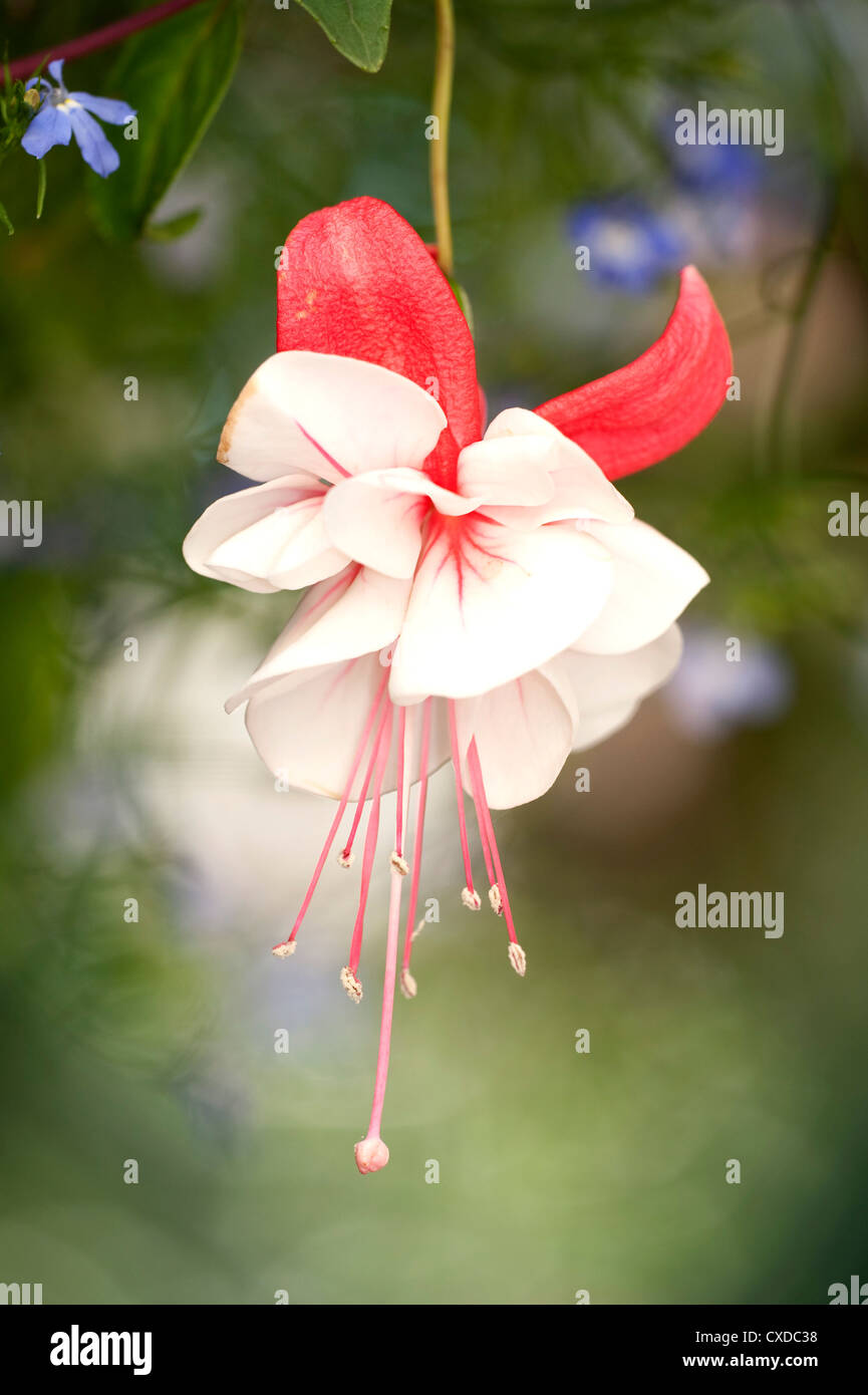 Coda Fiore Fucsia, Harry grigio, REGNO UNITO Foto Stock