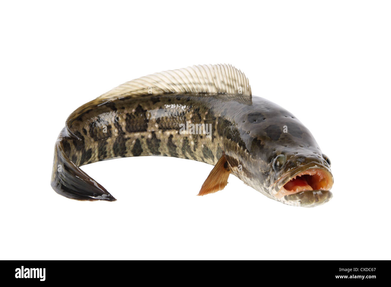 Feroce snakehead Foto Stock