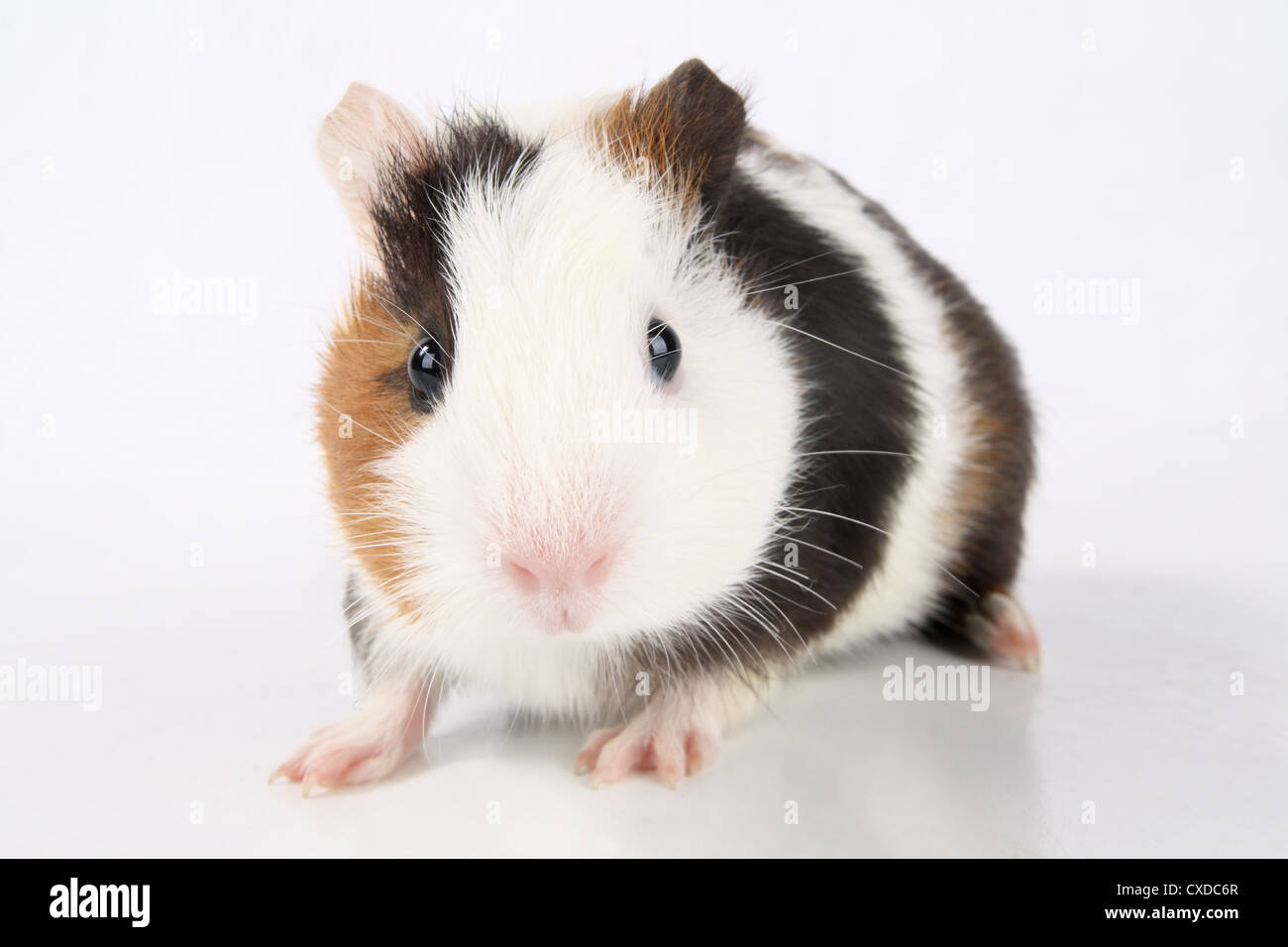 La cavia Foto Stock