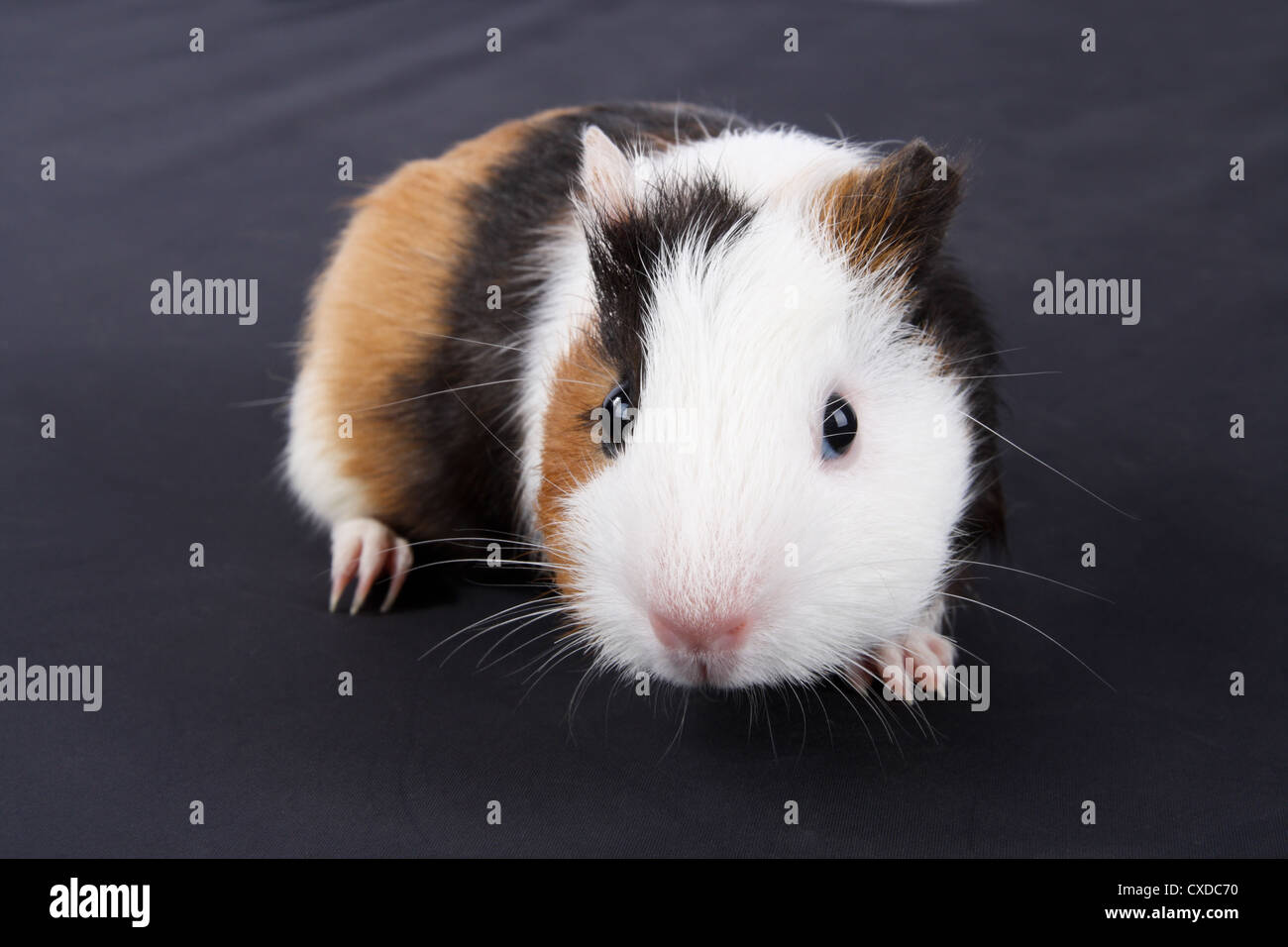 La cavia Foto Stock