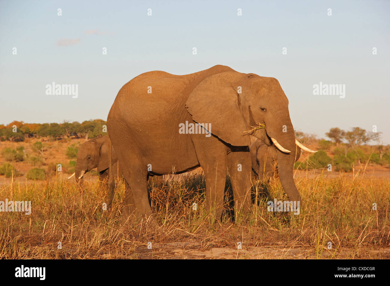 Elefant a Chobe Foto Stock