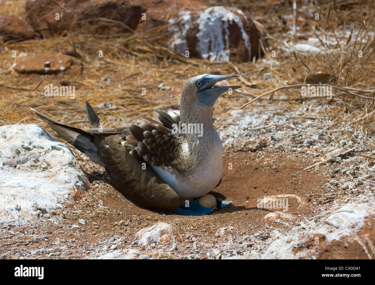 Blu-footed booby sulle uova Foto Stock