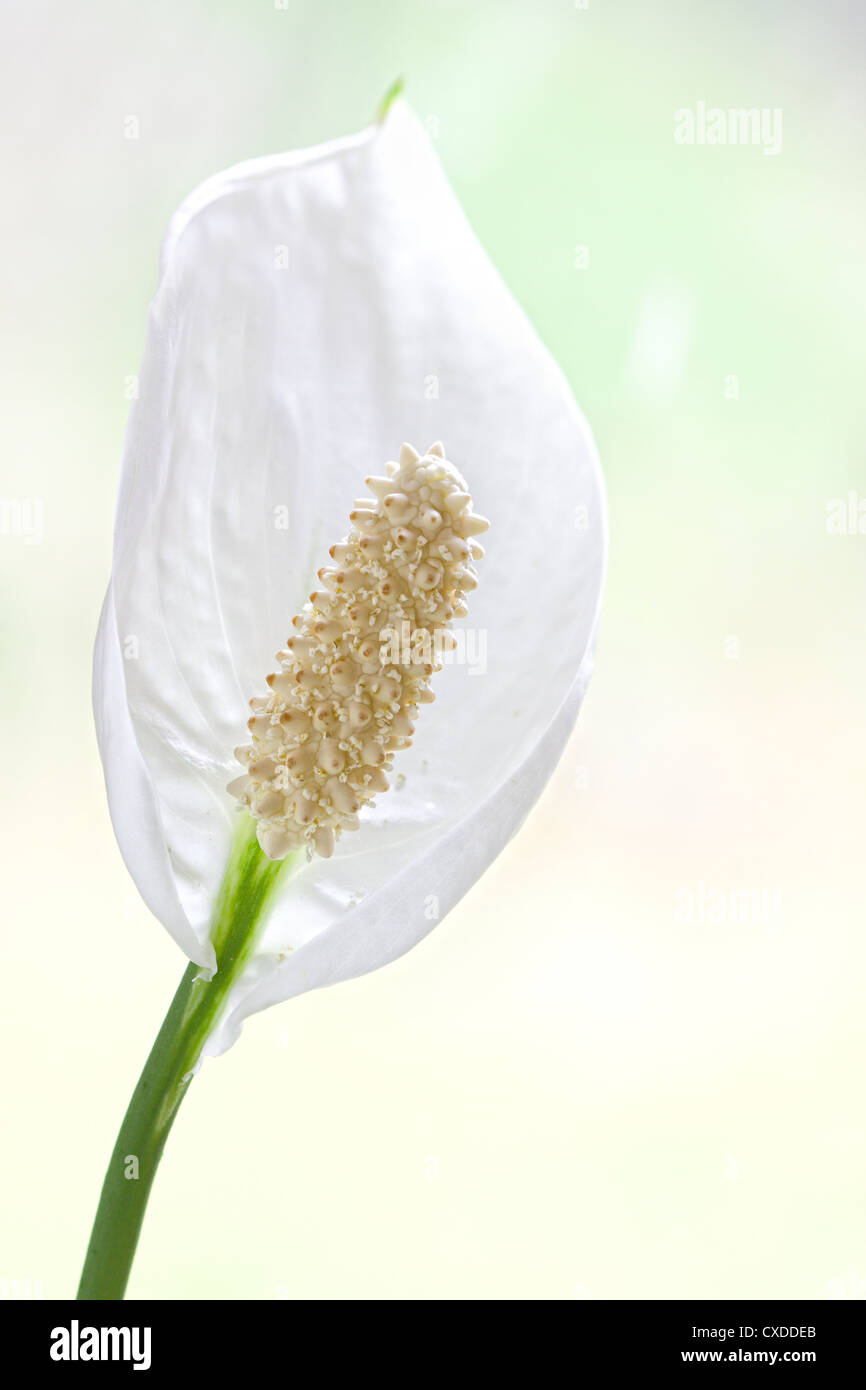 Bellissimo fiore bianco Foto Stock