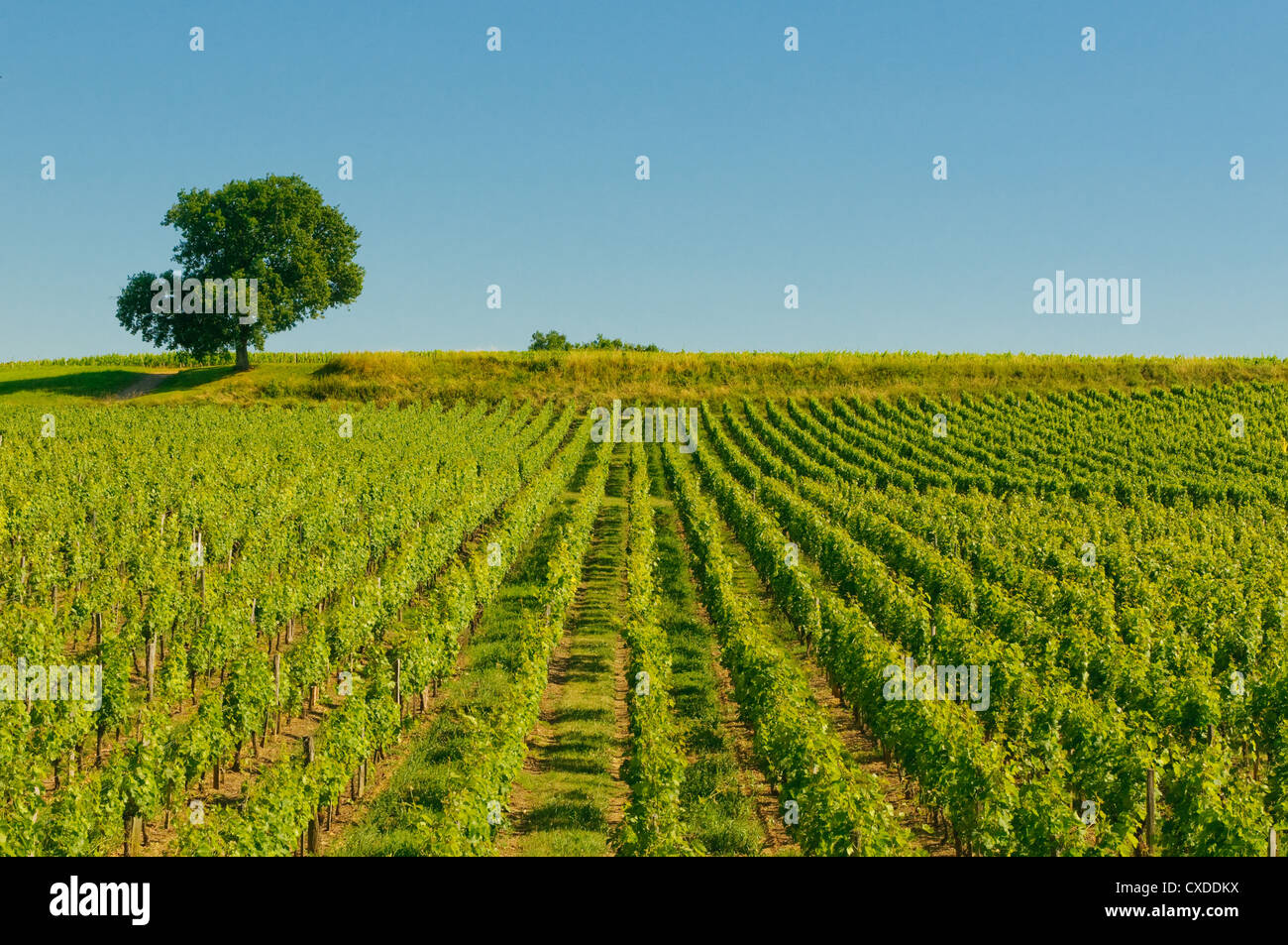 I vigneti di Bordeaux Foto Stock