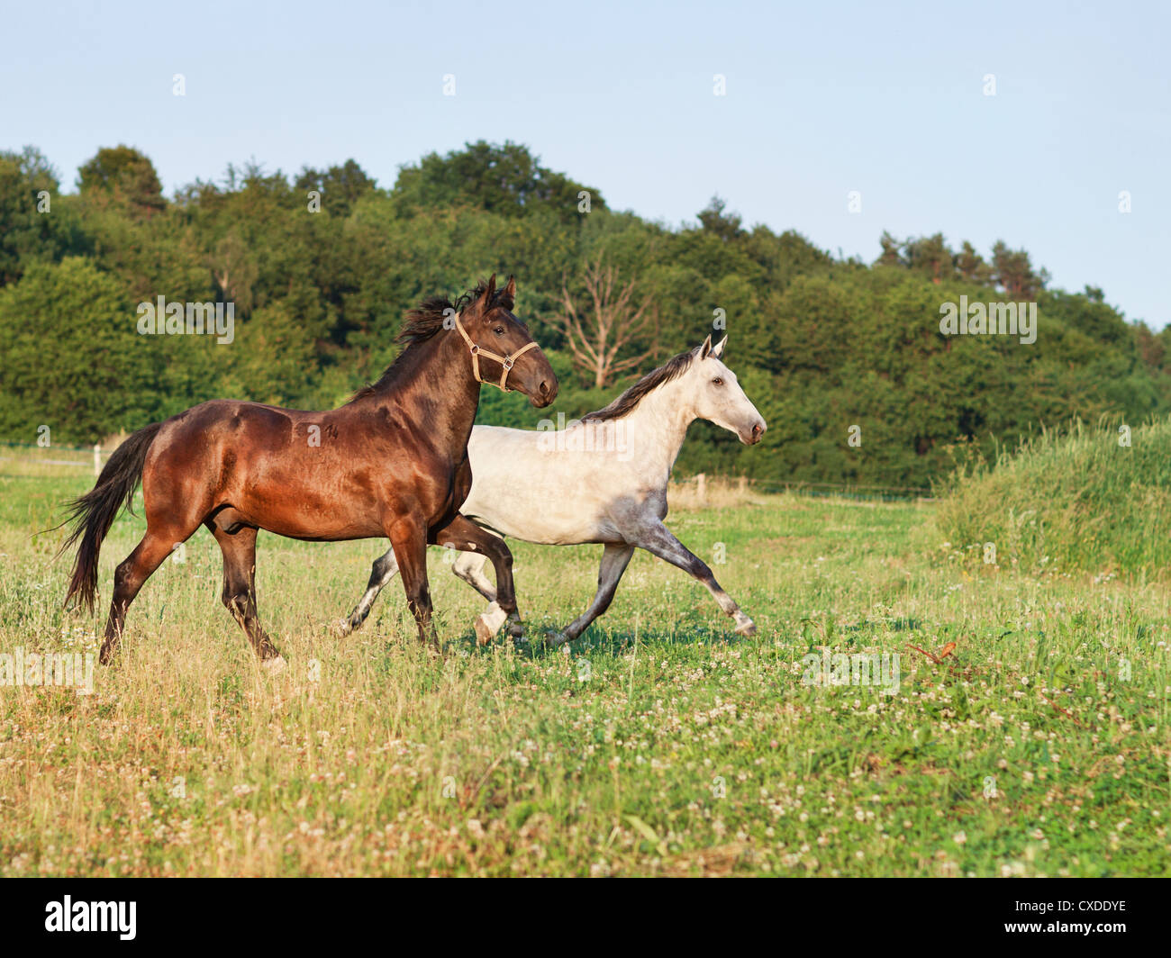 Ritratto di un cavallo in esecuzione Foto Stock