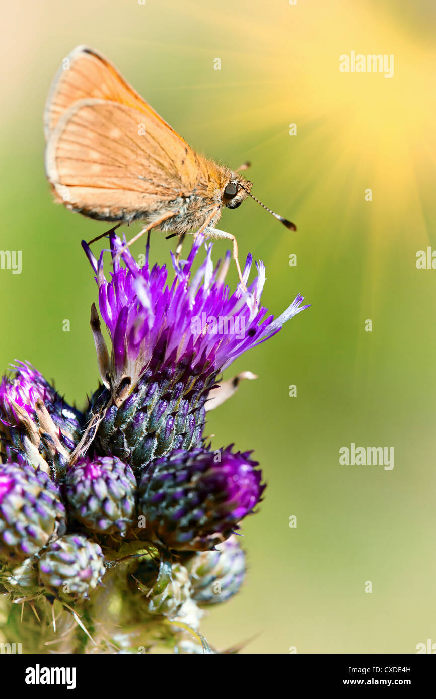 Seduta di insetti su un fiore Foto Stock