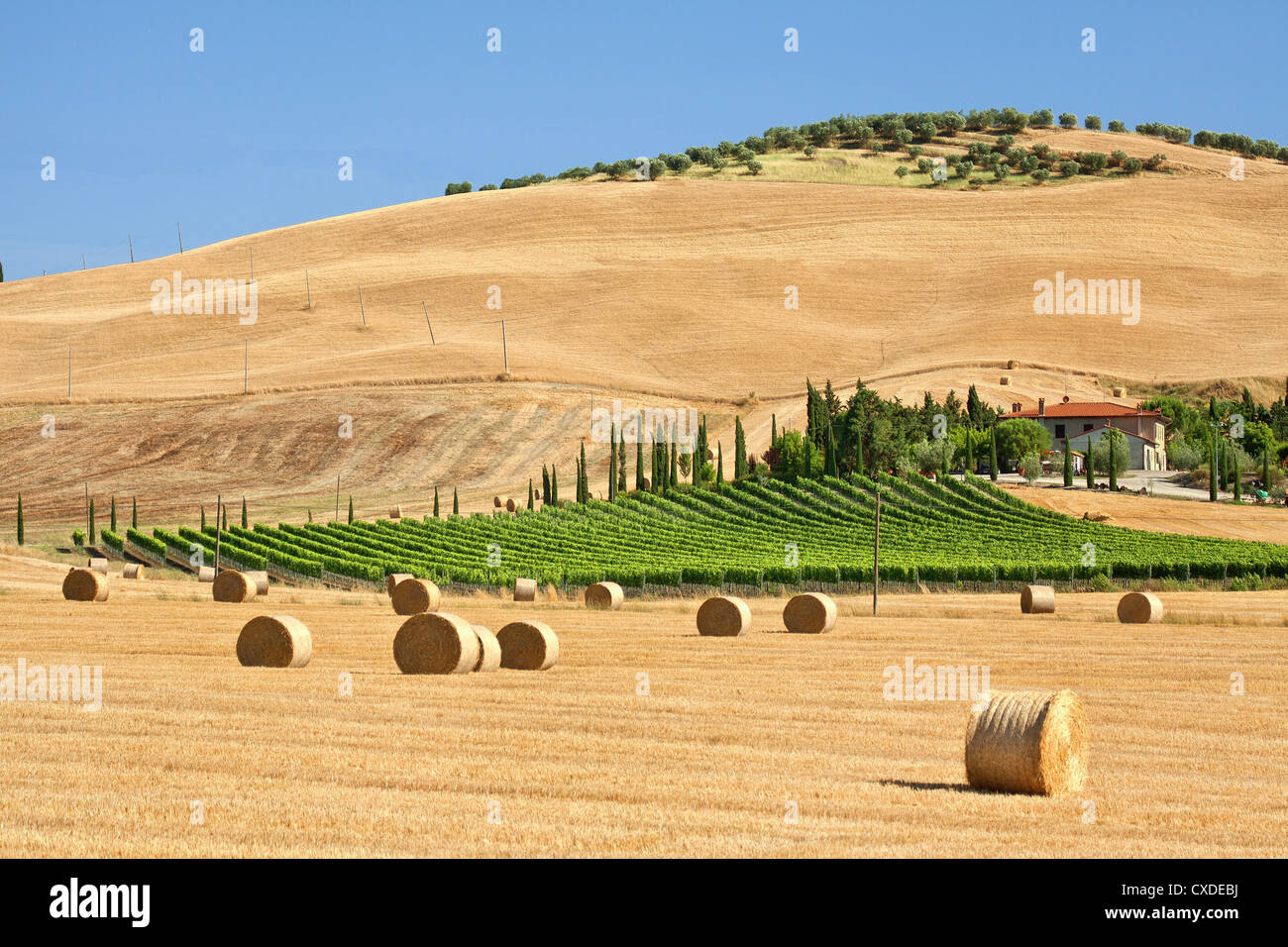 Toscana paesaggio estivo Foto Stock