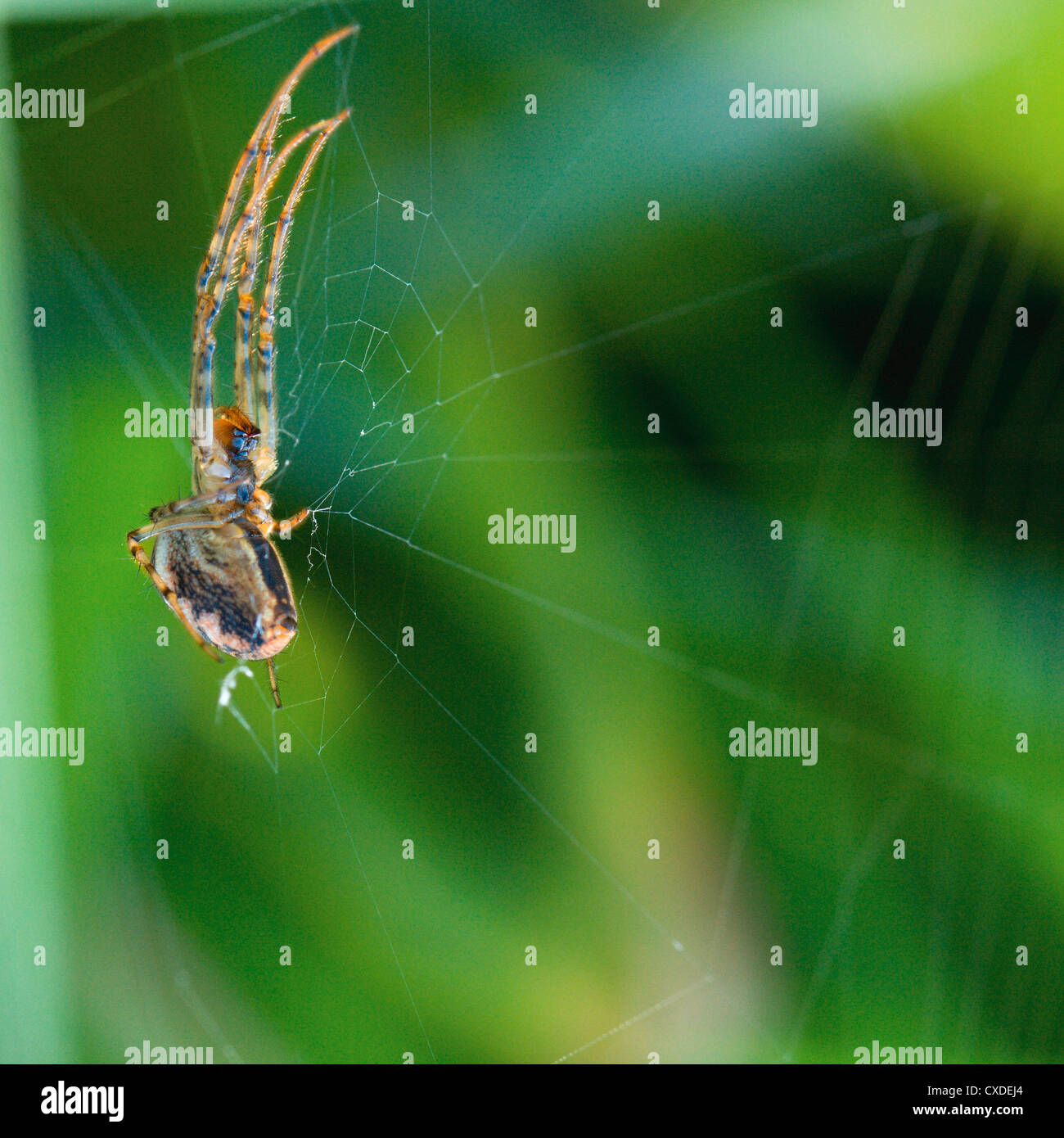 Spider e la sua rete Foto Stock