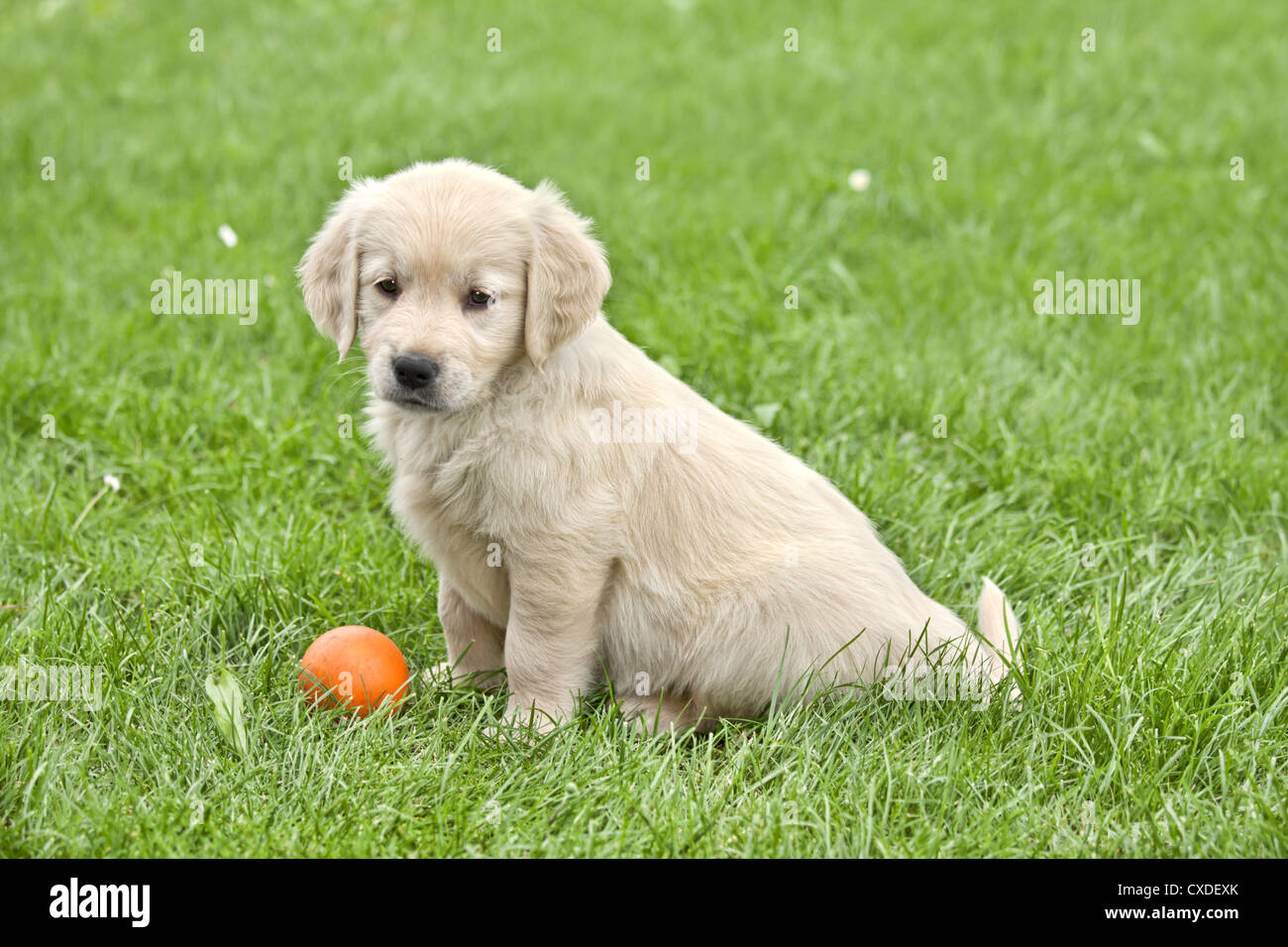 Piccolo cucciolo con sfera - golden retriver Foto Stock