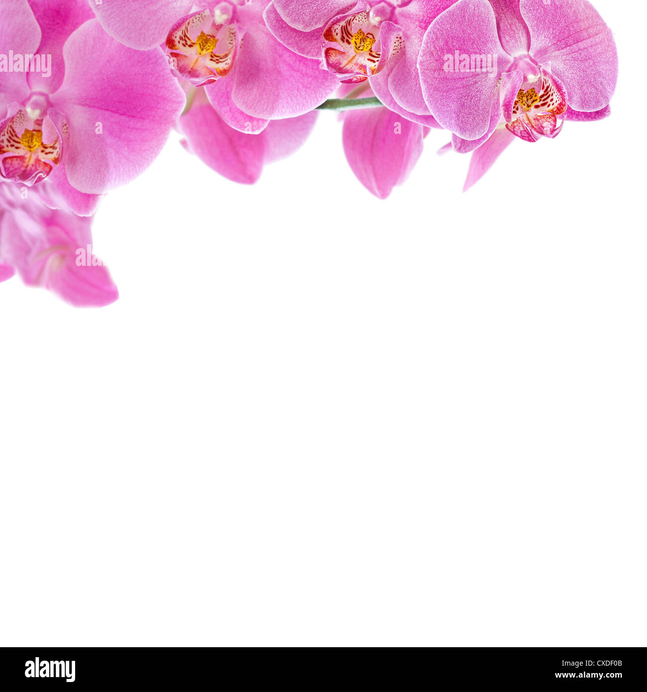 Di un bel colore rosa Orchid Foto Stock