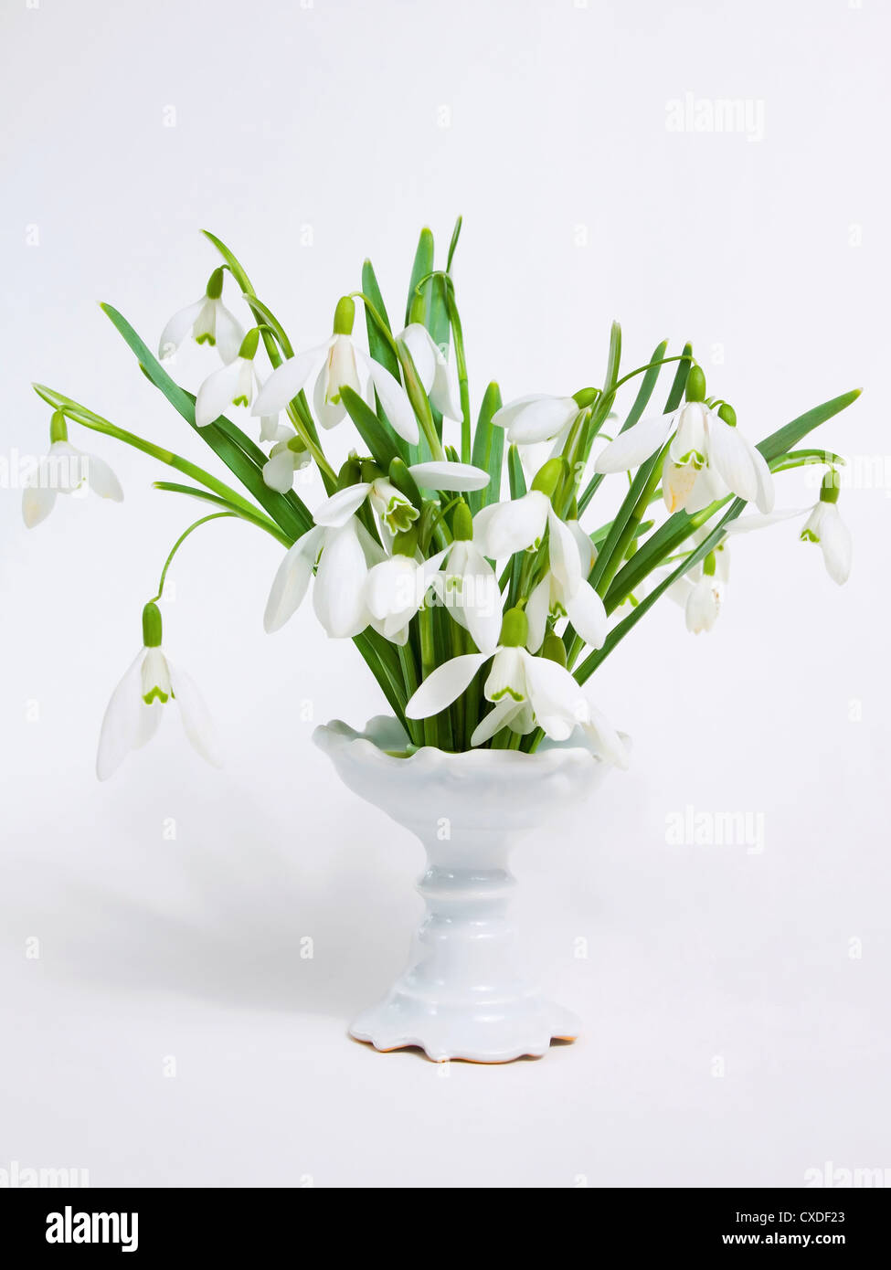 Snowdrops in un vaso Foto Stock