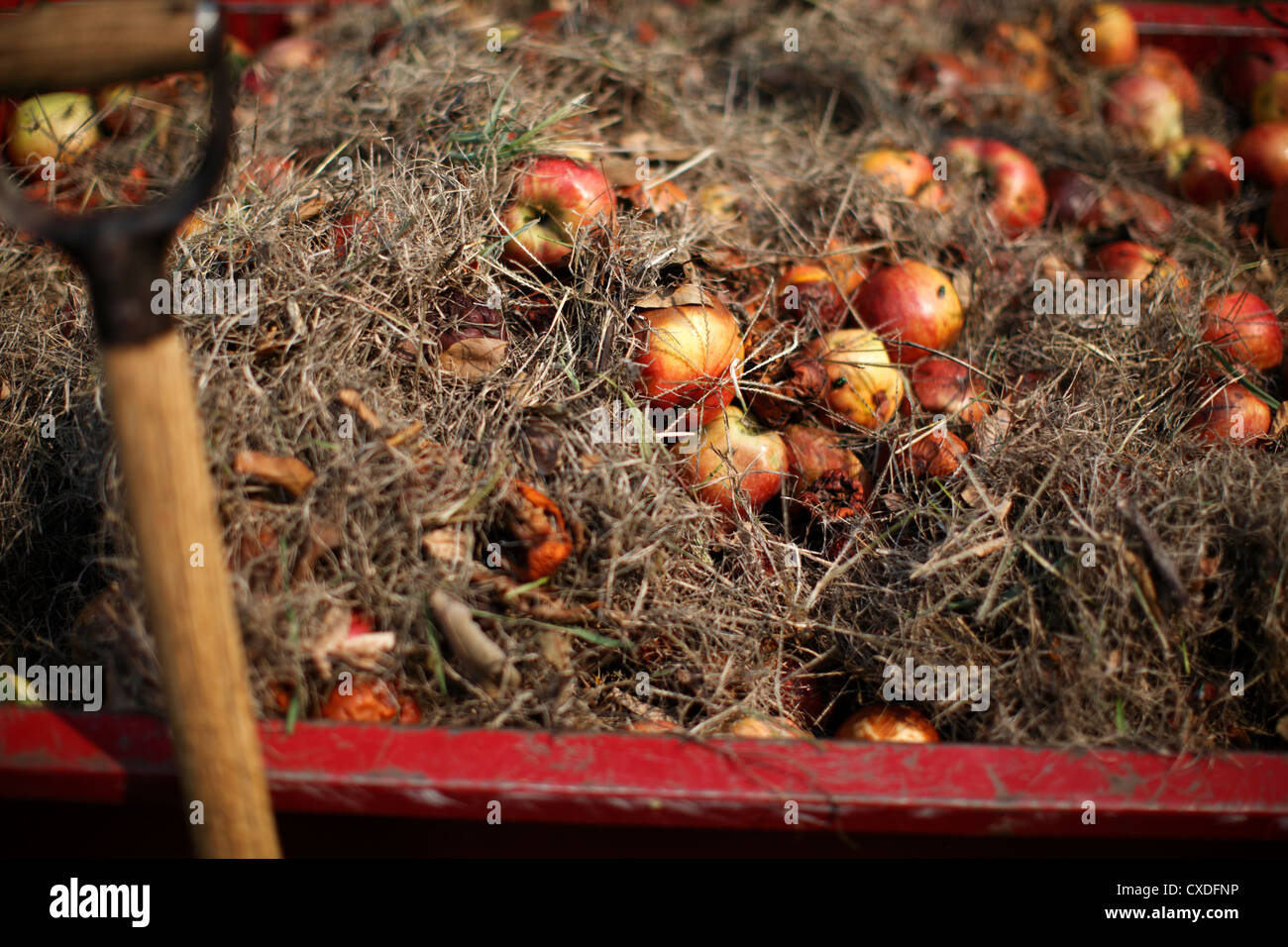 Mele marce e manico pala. Foto Stock