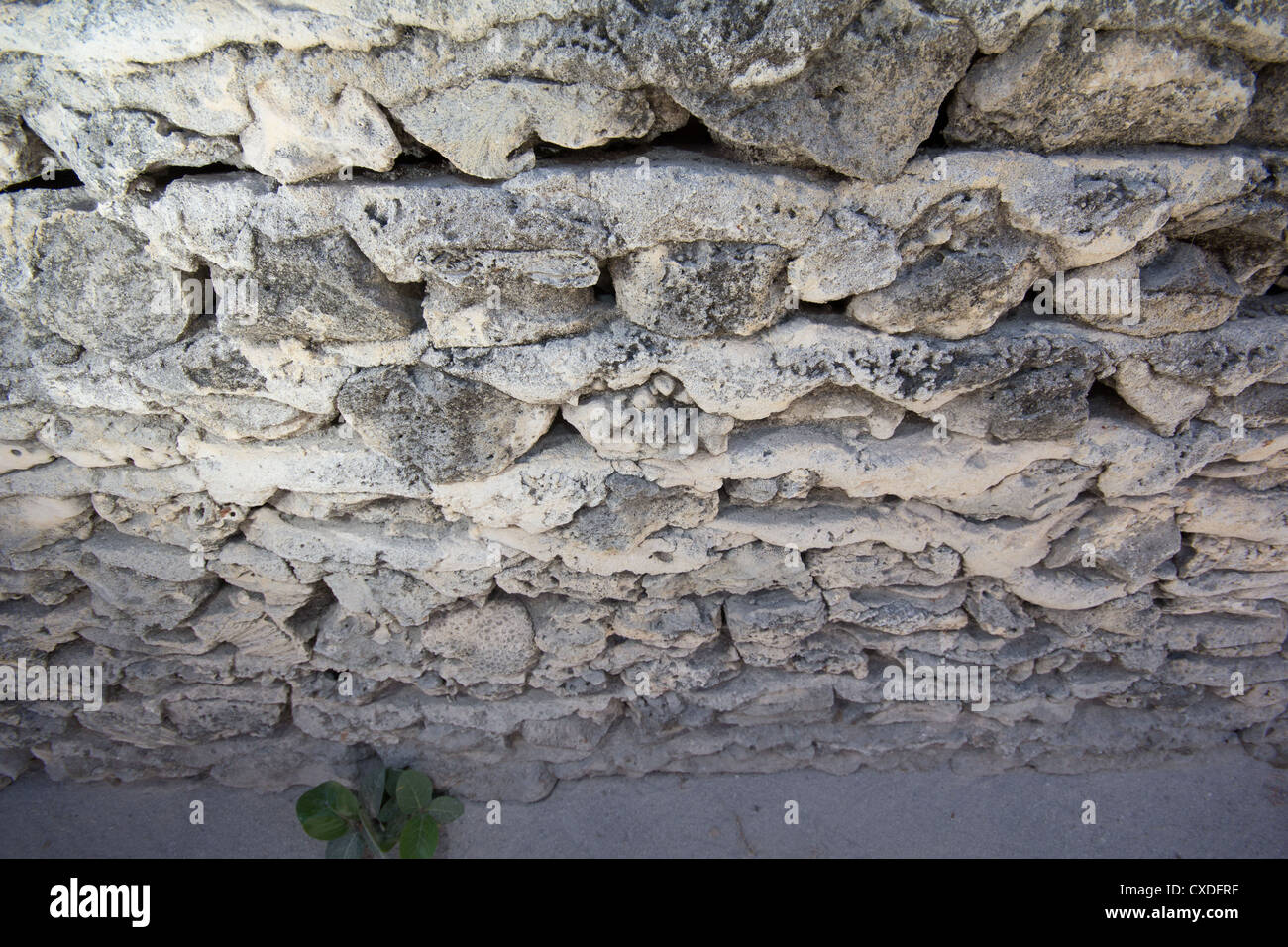 Muro fatto di barriera corallina Foto Stock