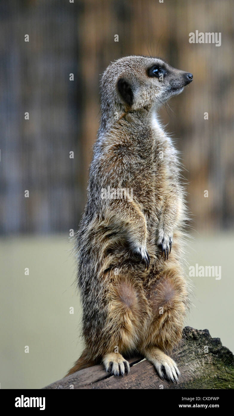 Meerkat lookout Foto Stock