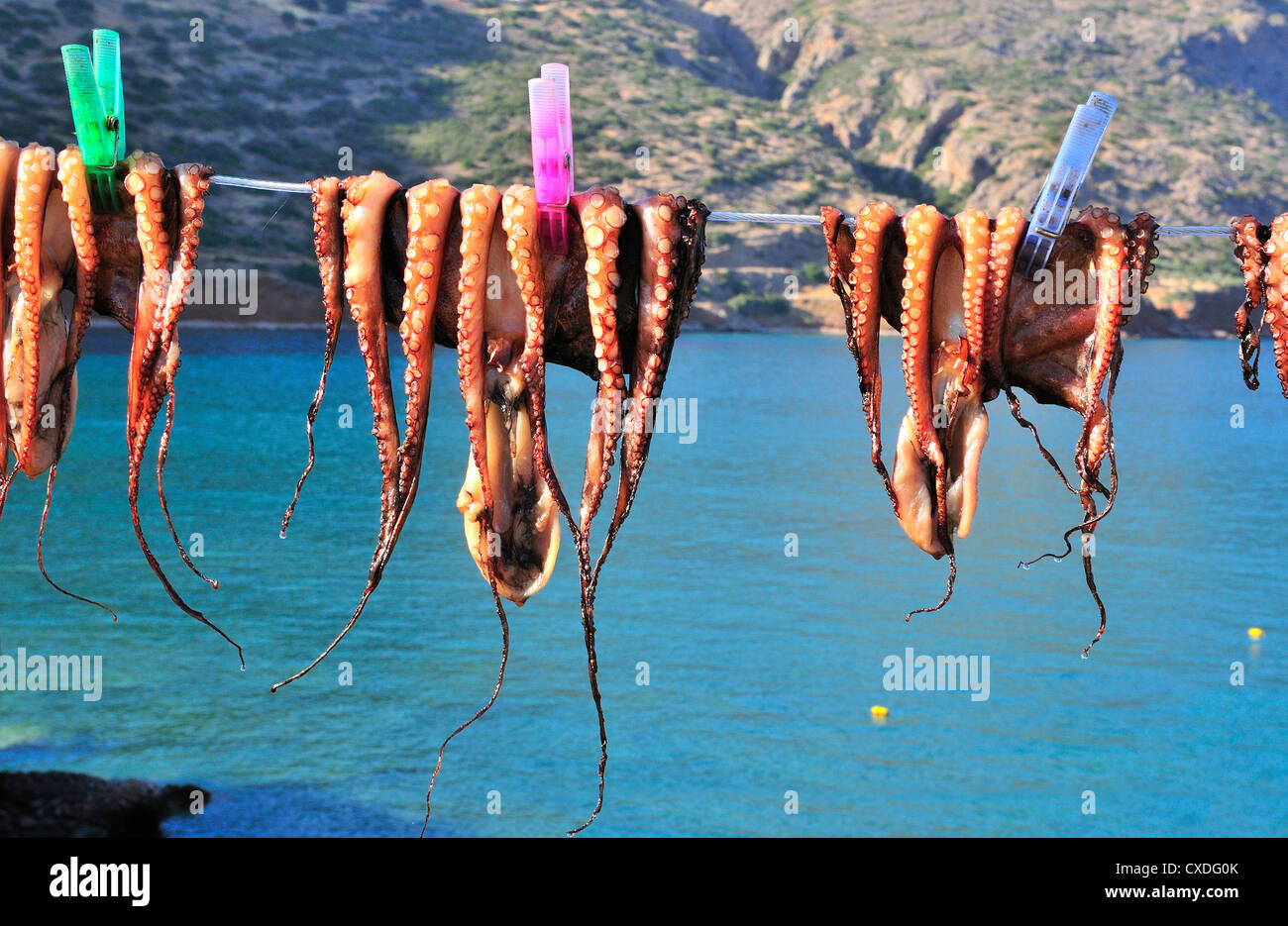 Appena catturati i calamari calamari o ancorato su una linea e di essiccazione al sole al di fuori di una taverna in Plaka, vicino a Elounda, Creta, Grecia Foto Stock
