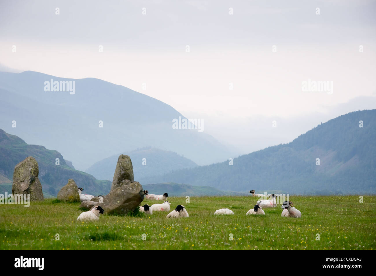 Pecore in appoggio a piedi di Pietre di Castlerigg Foto Stock