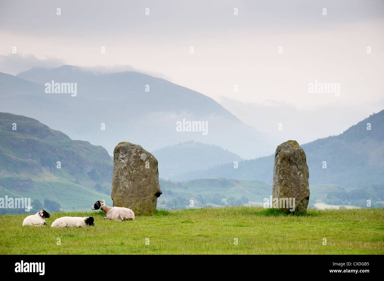 Pecore in appoggio a piedi di Pietre di Castlerigg Foto Stock