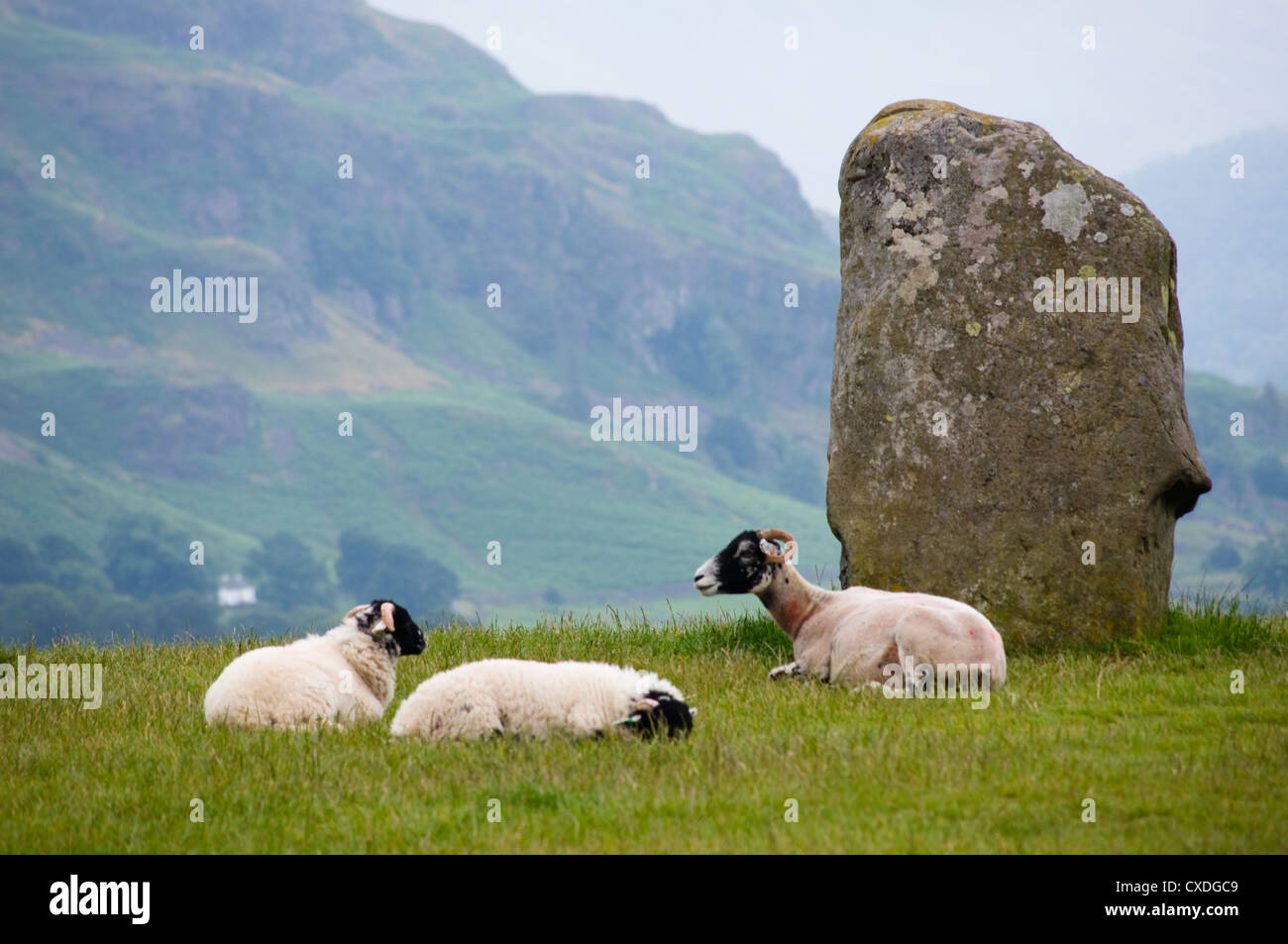 Pecore in appoggio alla pietra permanente di Castlerigg Foto Stock
