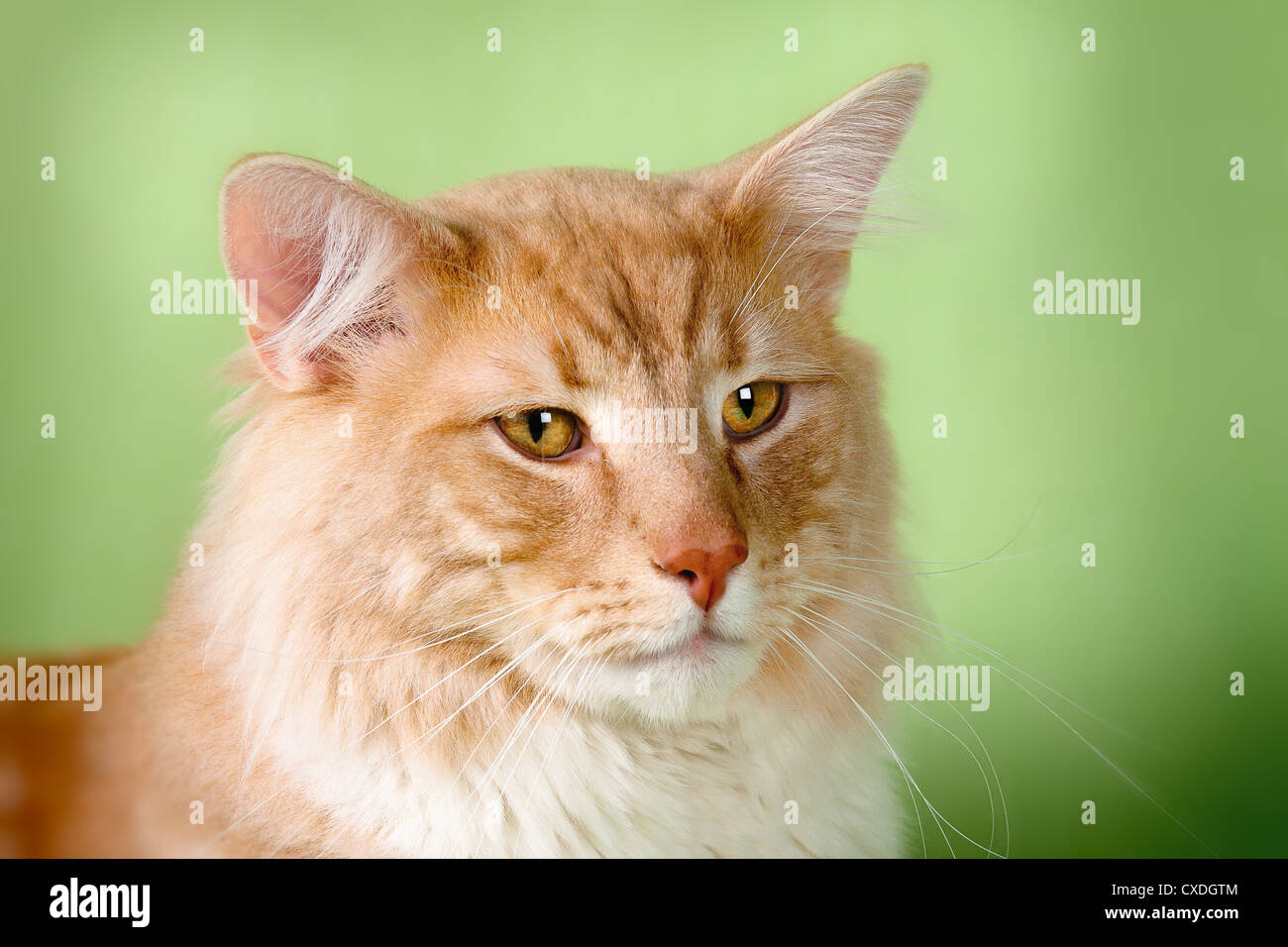 Ritratto di dolce gatto pet Foto Stock