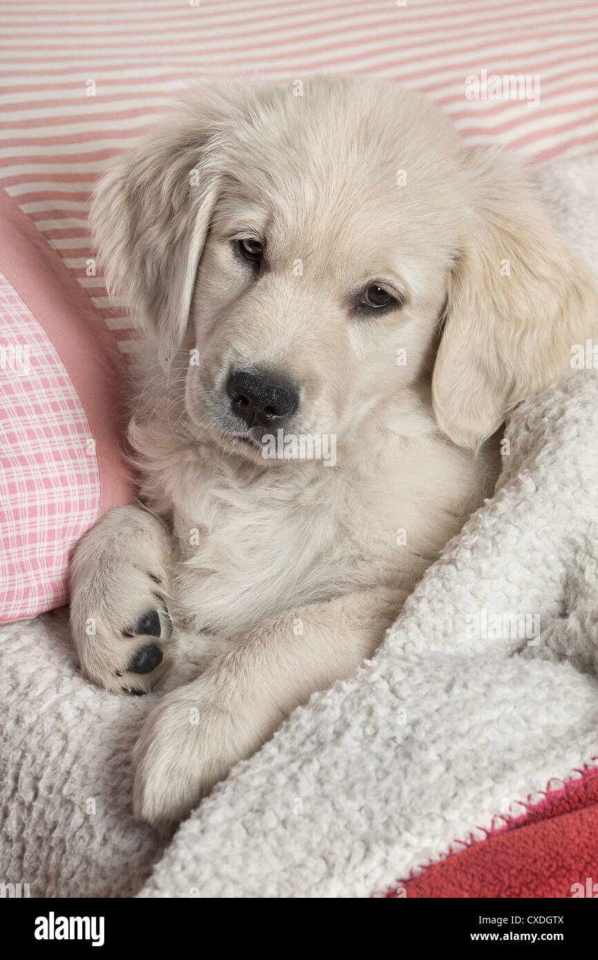 Piccolo puppyl - golden retriever Foto Stock