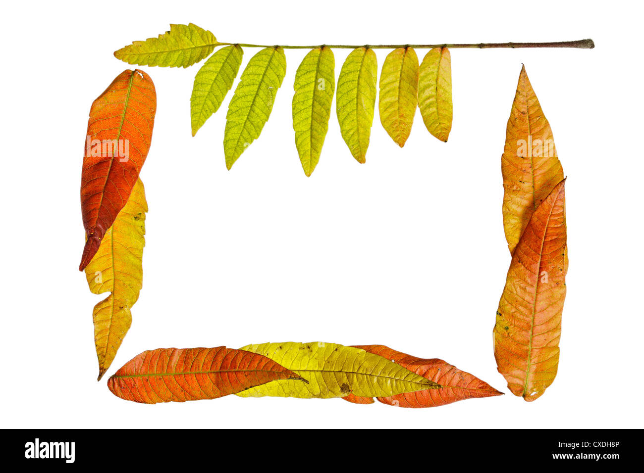 Colori d'autunno foglie su sfondo bianco Foto Stock
