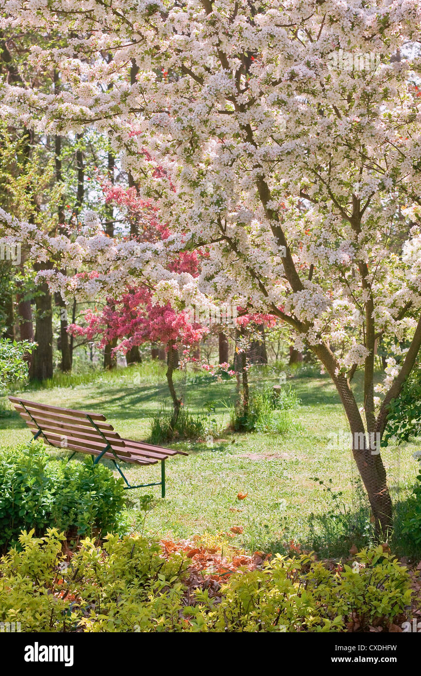 La bellezza di albero in fiore con panca Foto Stock