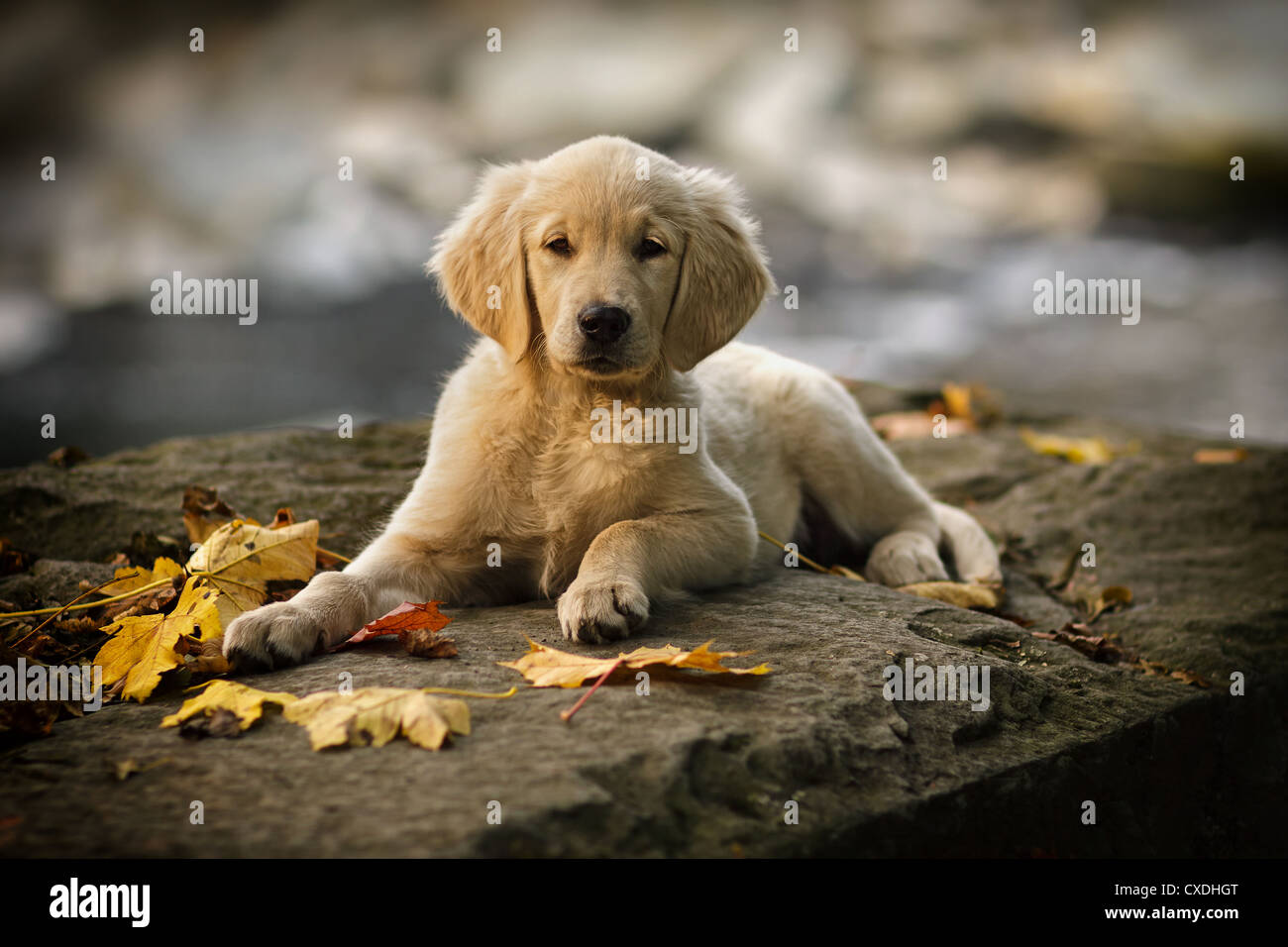 Cucciolo di razza golden retriever dieci settimane vecchio Foto Stock