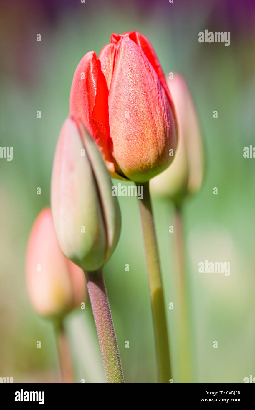 Bella primavera tulipani nel giardino Foto Stock