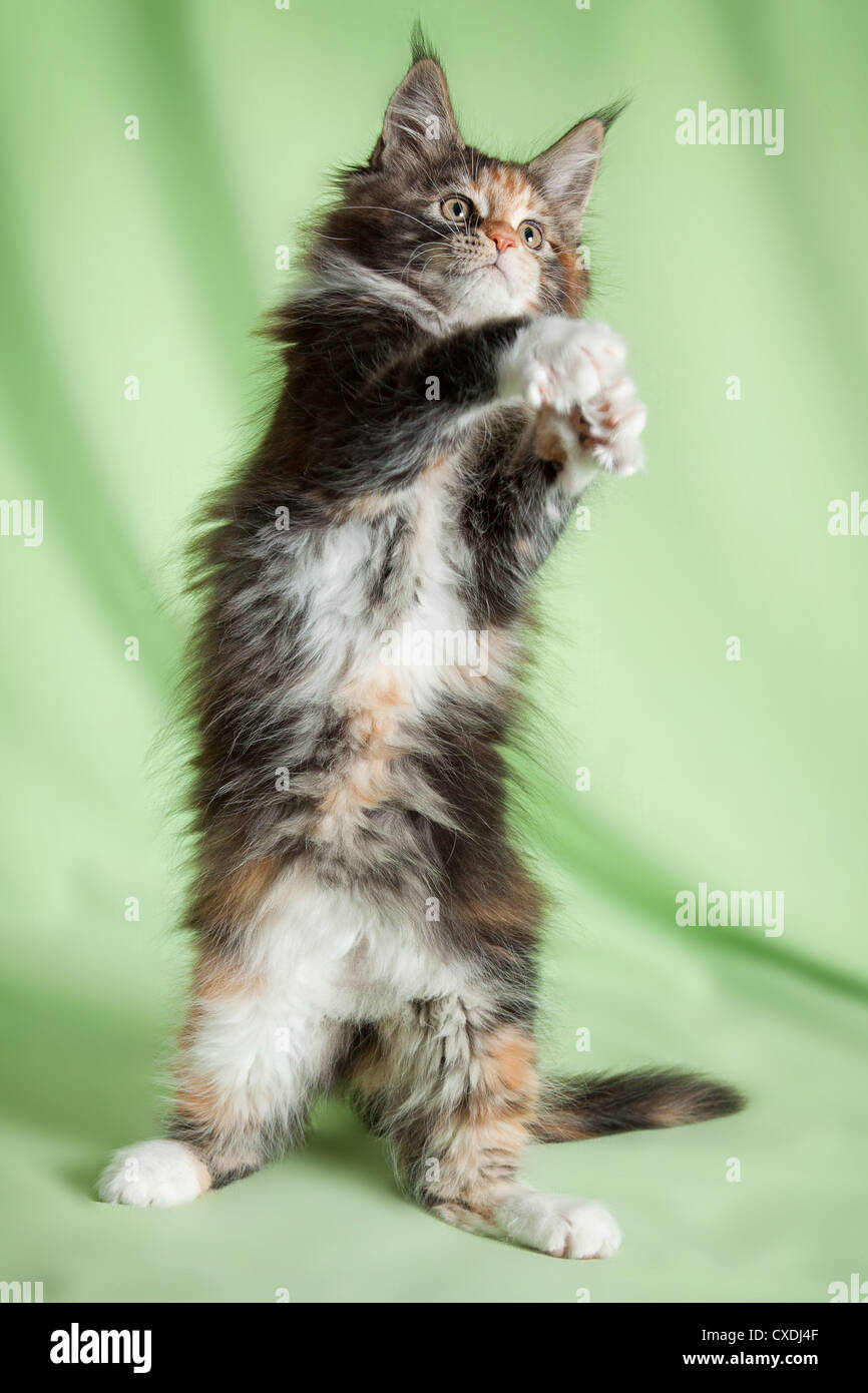Ritratto di dolce gatto pet Foto Stock