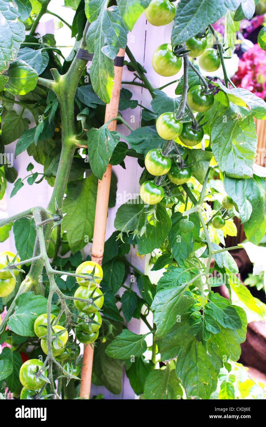 Verde di piante di pomodoro Foto Stock