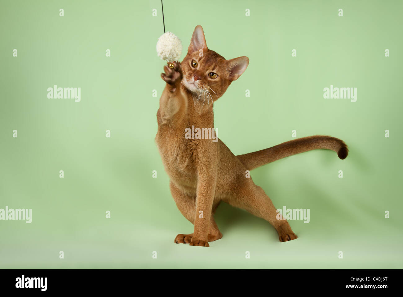 Ritratto di saltare Pet cat Foto Stock