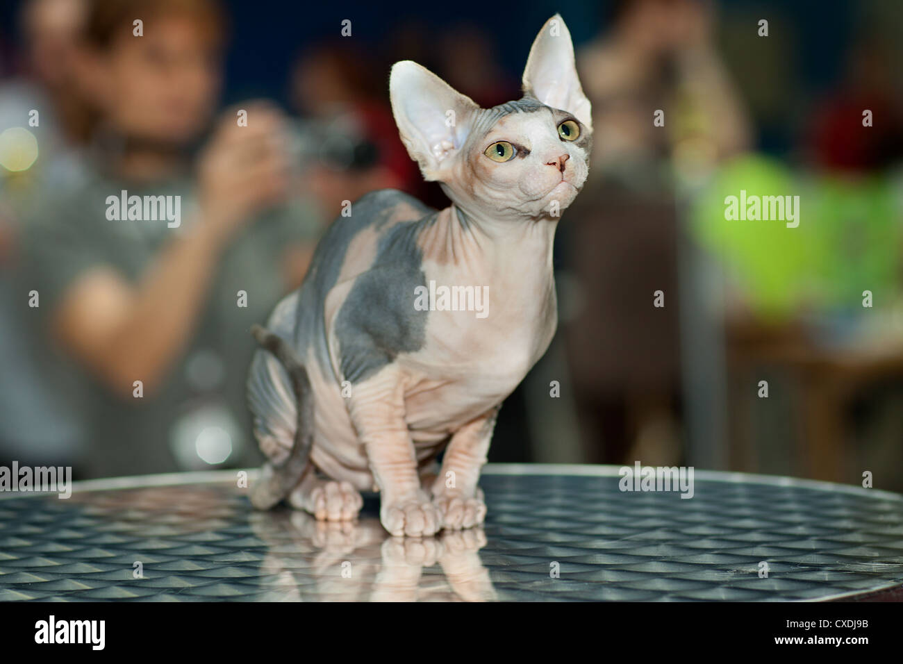 Un po' divertente Sphynx gatto in posa per un gatto visualizza Foto Stock