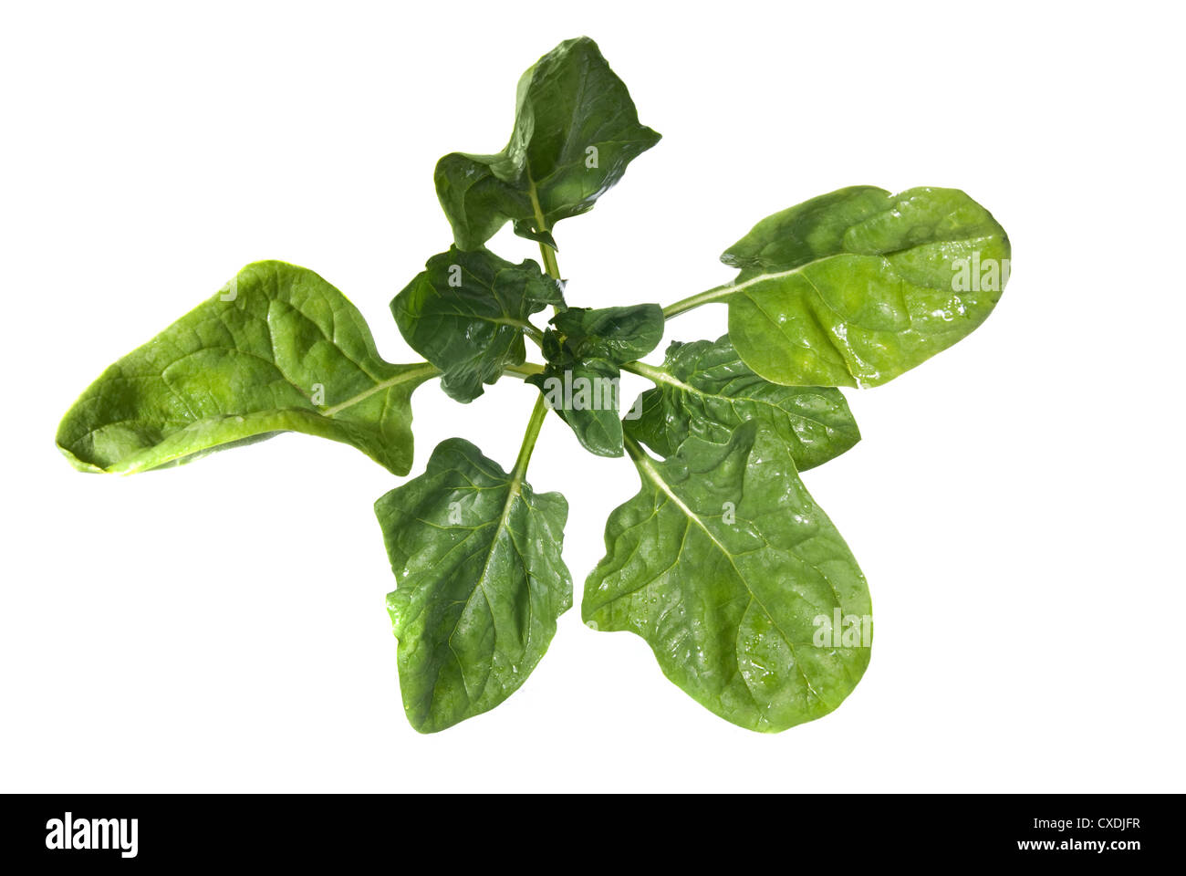 Gli spinaci verde isolato su bianco Foto Stock