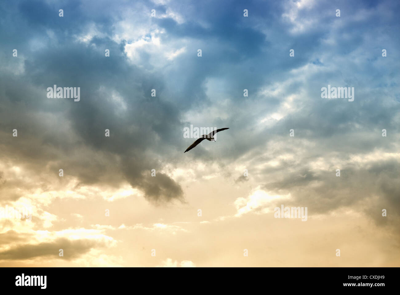 Bird e nuvole drammatico Foto Stock