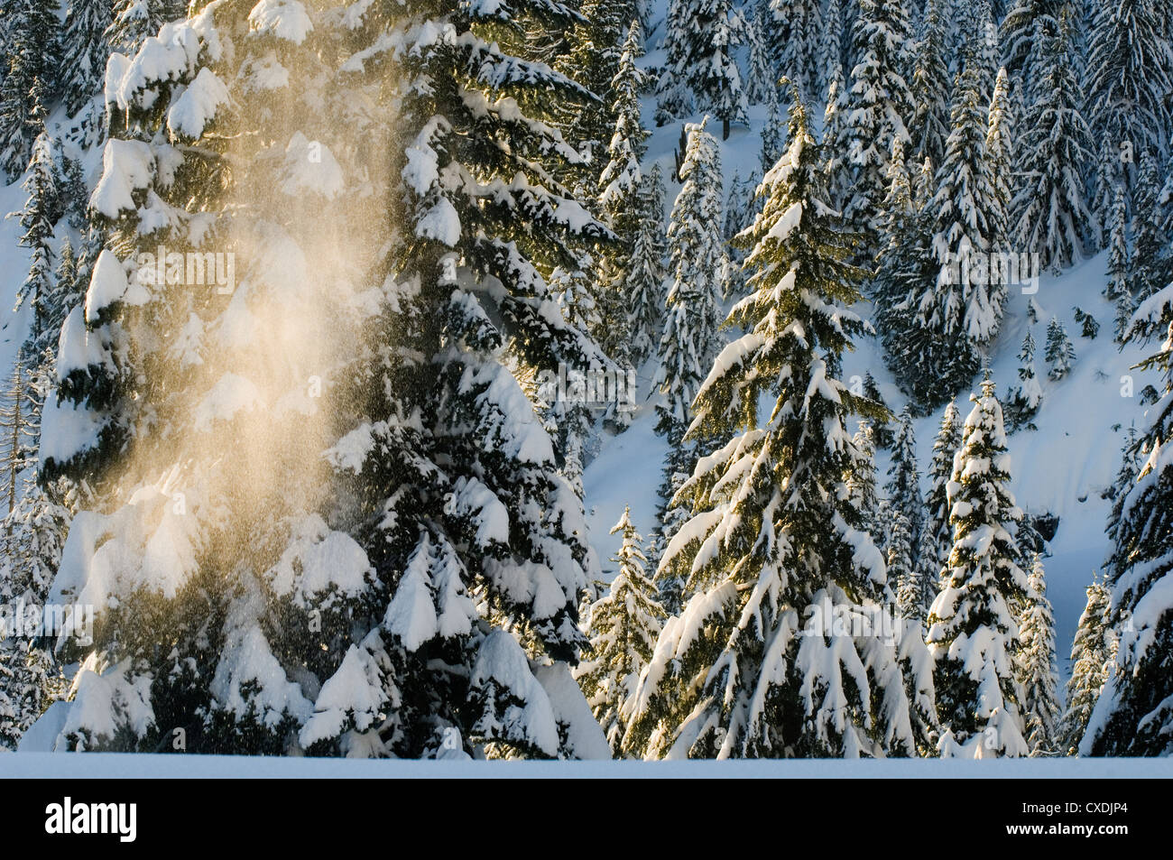 Inverno forest ca. 1000 m. Stati Uniti Washington Cascade Mountains Snoqualmie Pass Foto Stock